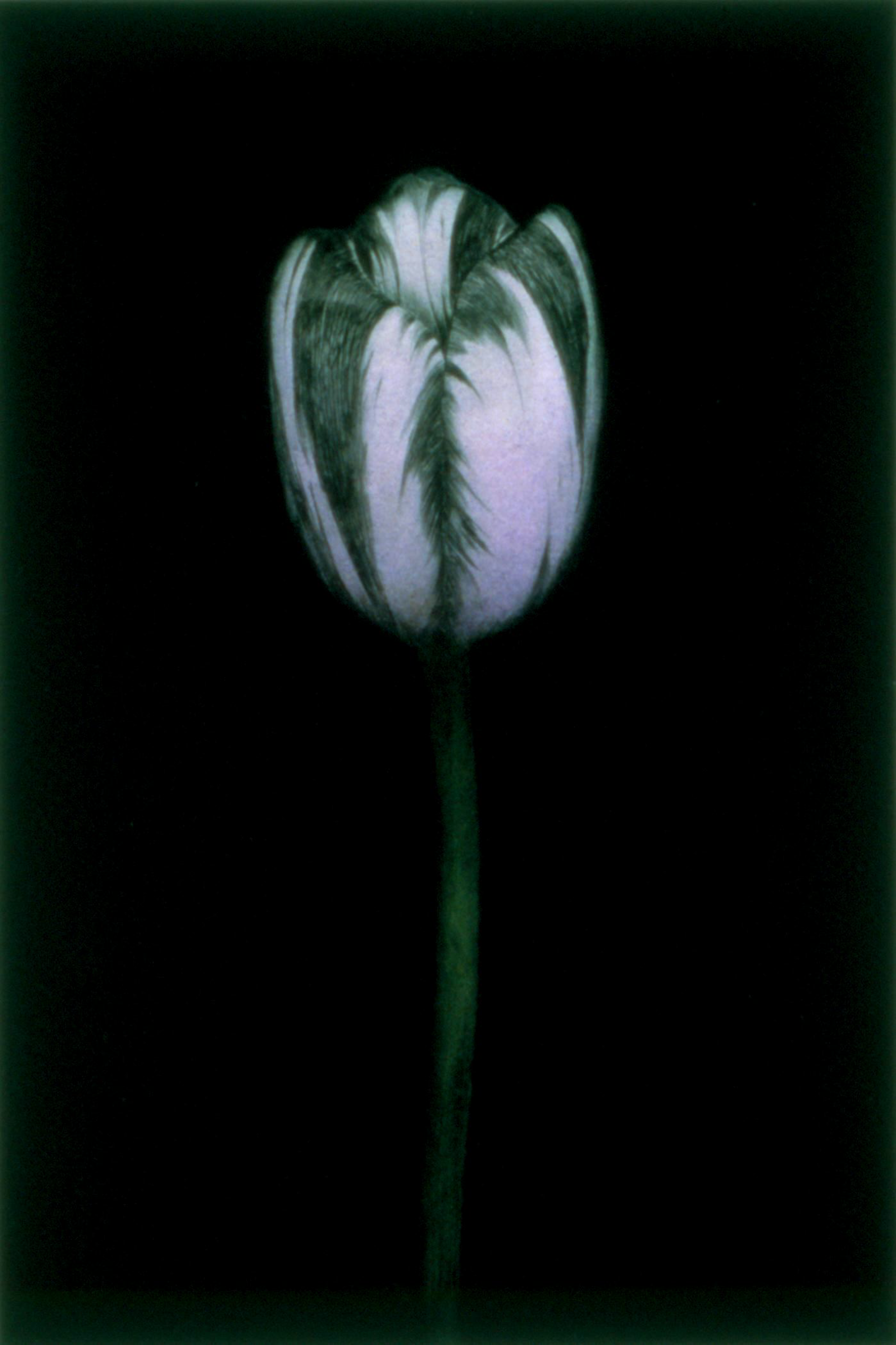 Violet Tulip by Michael Gregory