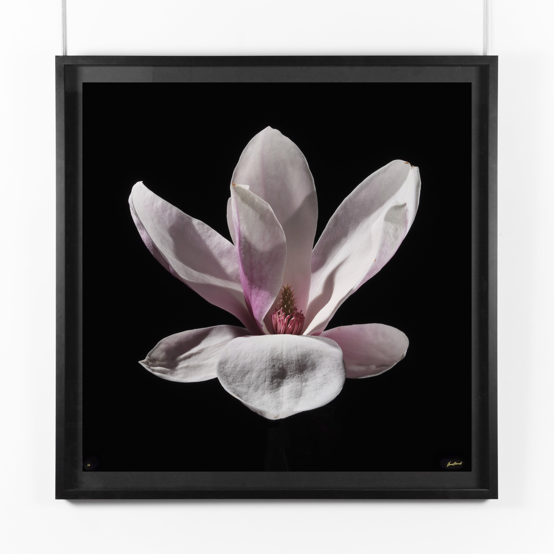 Magnolia I by Oliver Bernardi - FLORA | META