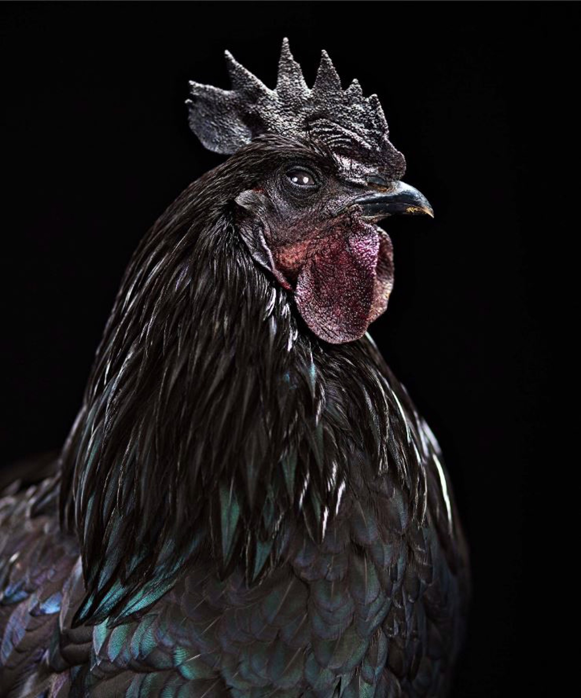 Ayam Cemani Rooster by Evan Kafka