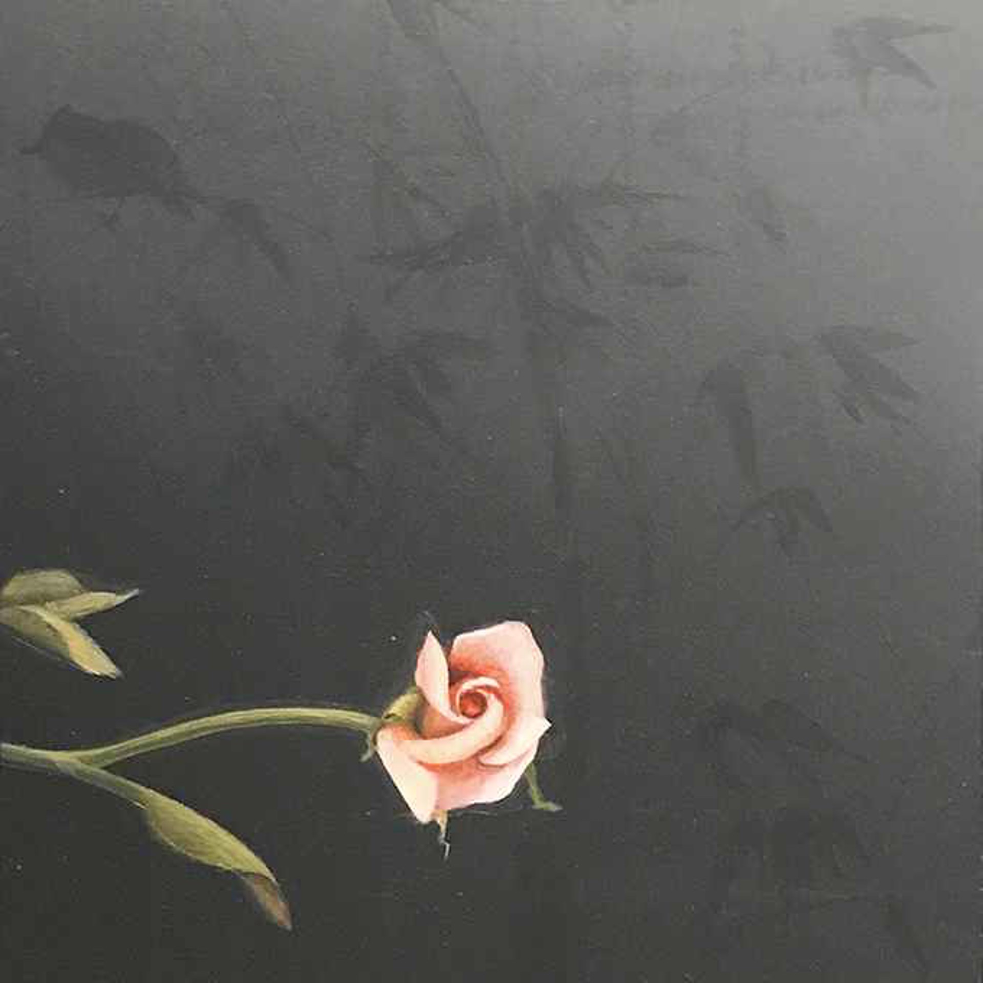 Single Rose by Carol Mothner