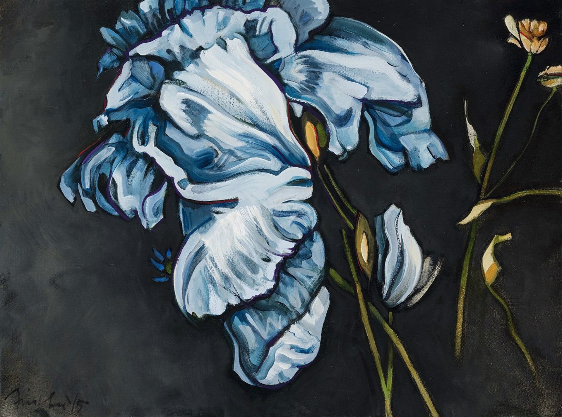 Iris/Tulip by John Fincher