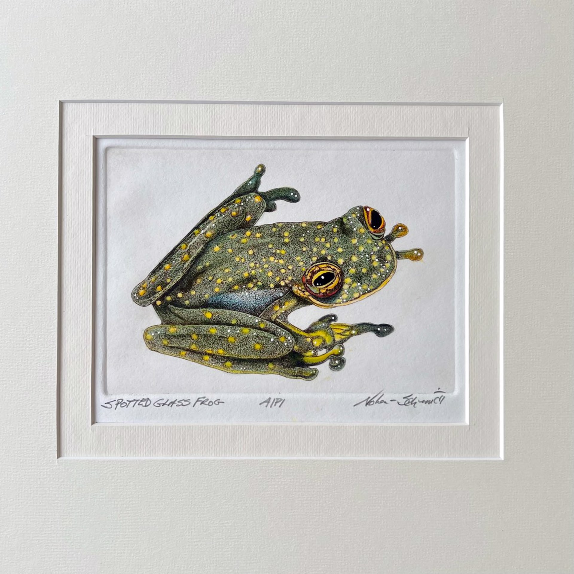 Spotted Grass Frog by William Nolen-Schmidt