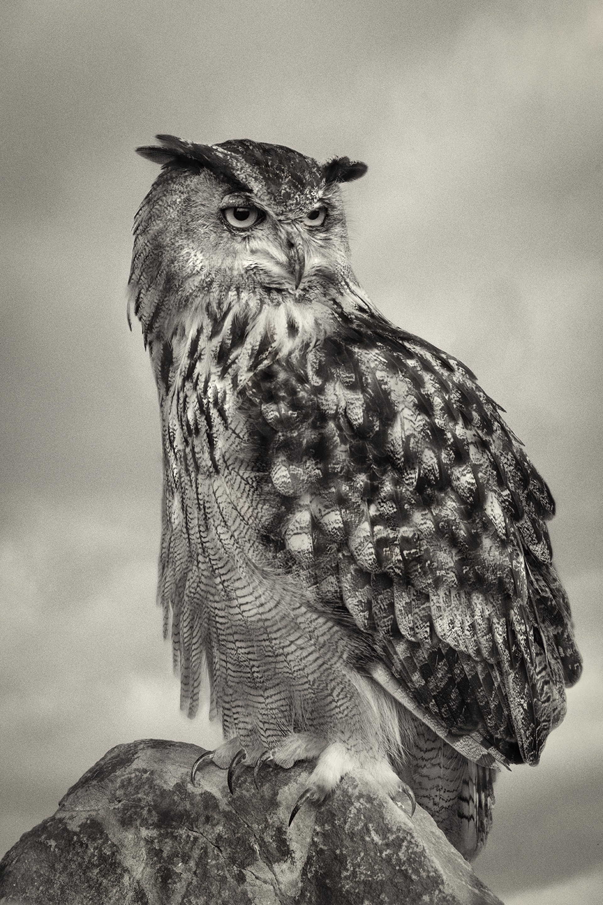 Eurasian Eagle Owl Portrait (edition of 12) by Beth Moon