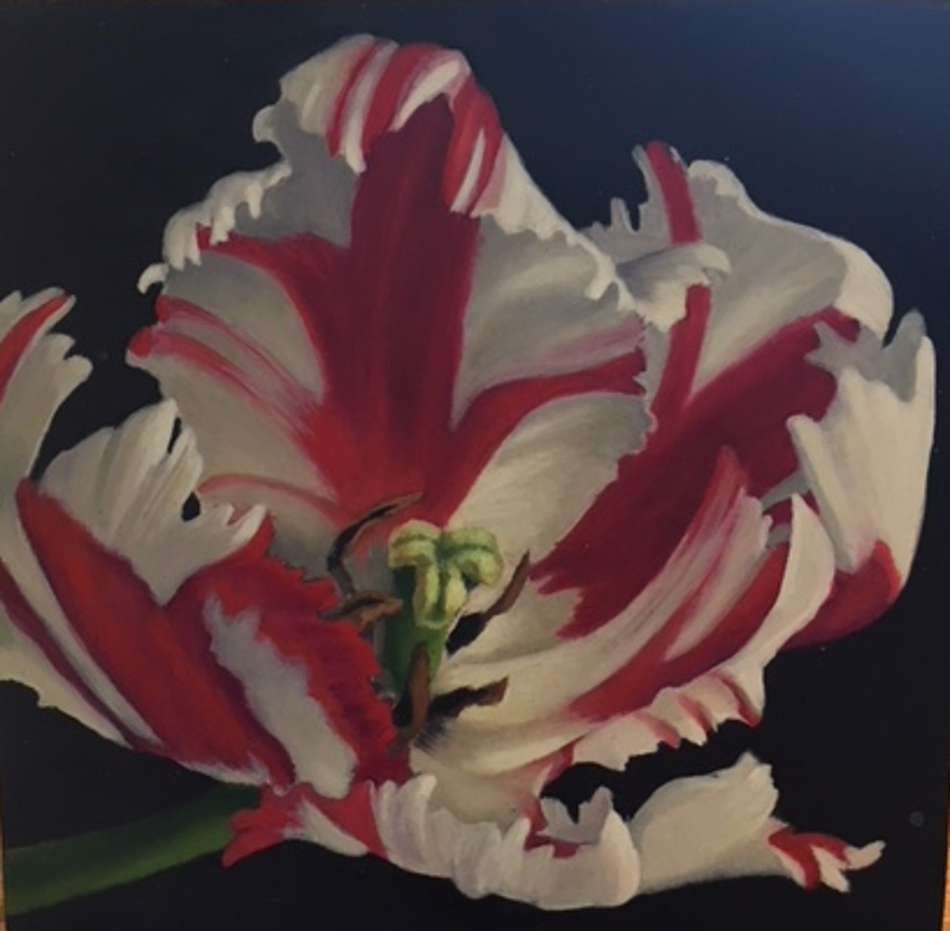 Candy Cane Tulip by Sarah van der Helm