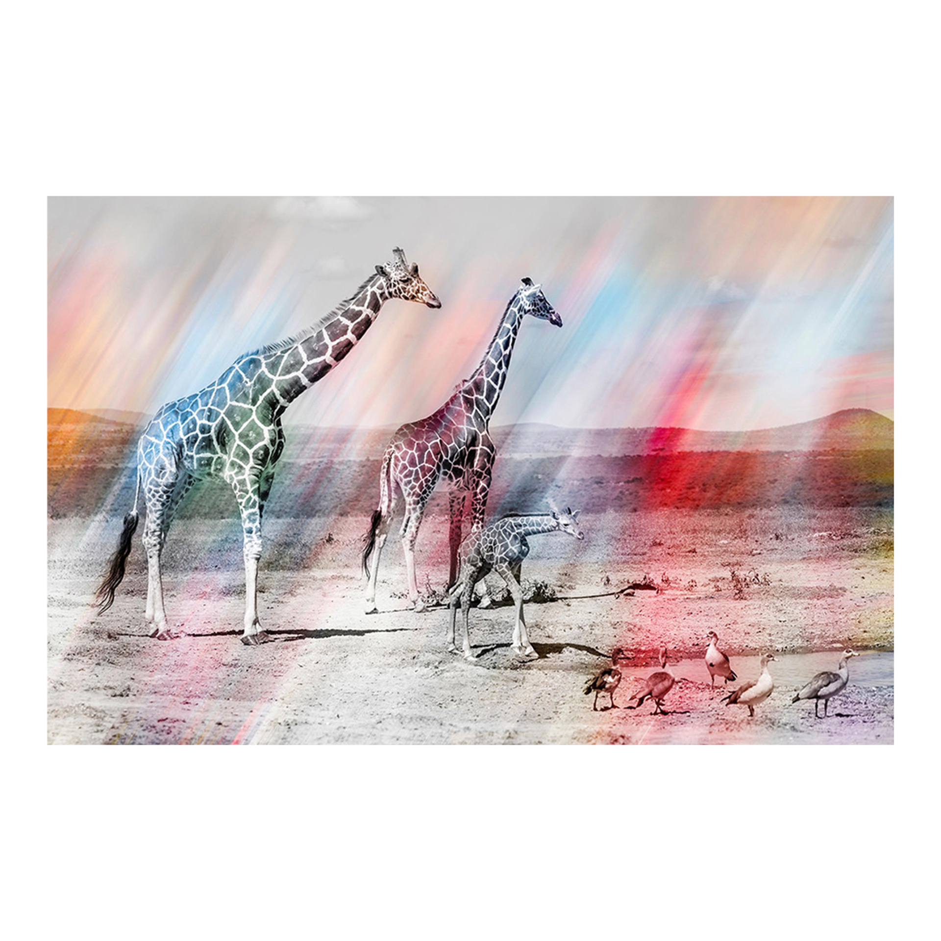 Giraffe Rainbow #2 by Arno Elias