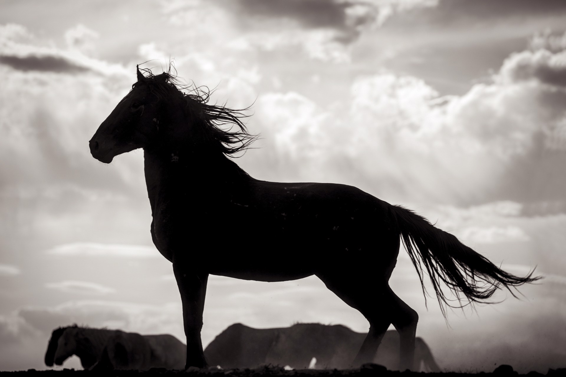 Black And White Photograph Featuring Dark Horse Standing Silhouette With Clouds And Other Horses In Background