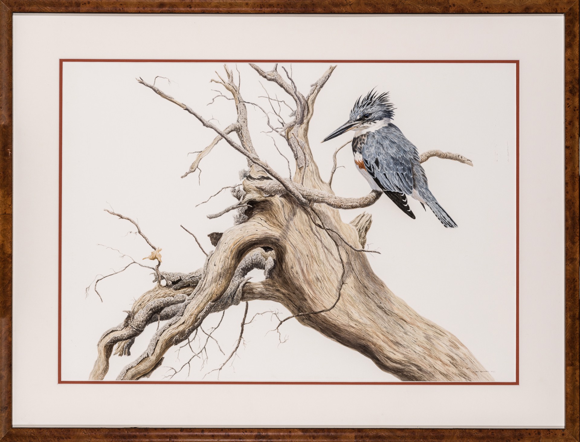 BELTED KINGFISHER by Tony Henneberg