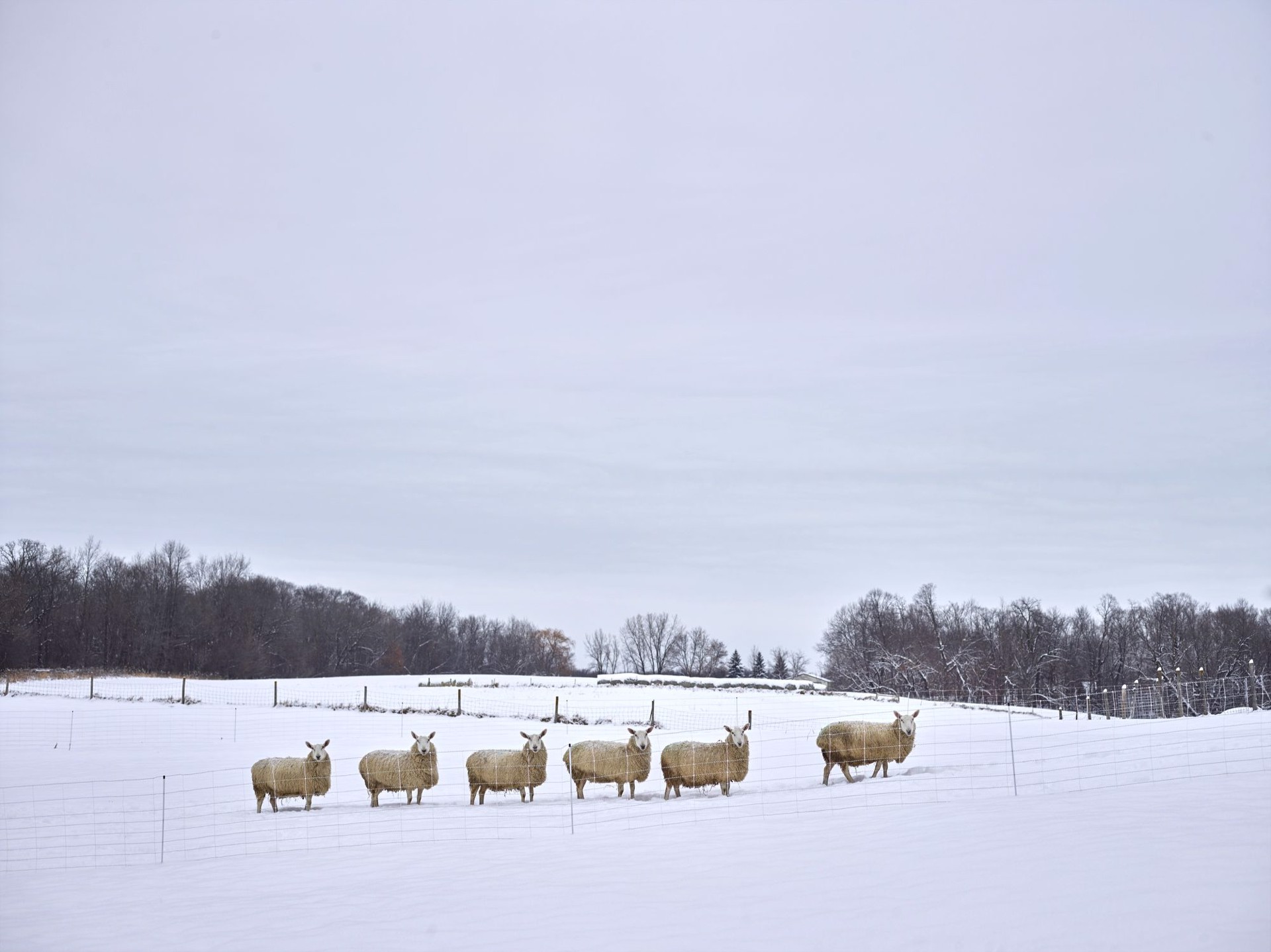 Counting Sheep, Hennepin County, Minnesota, USA, 2/10 by R. J. Kern