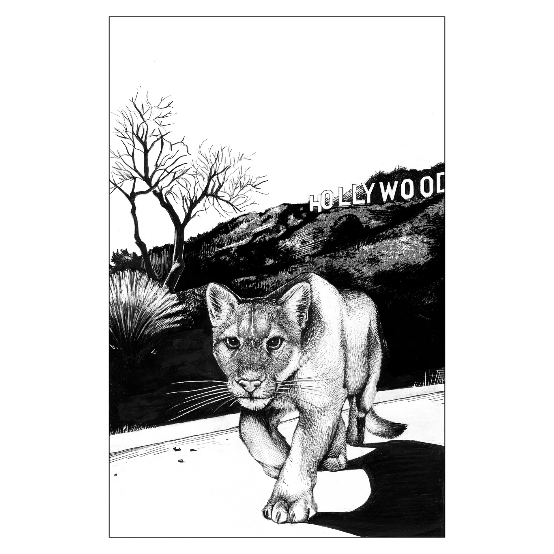 Puma in Hollywood by Jane Kim