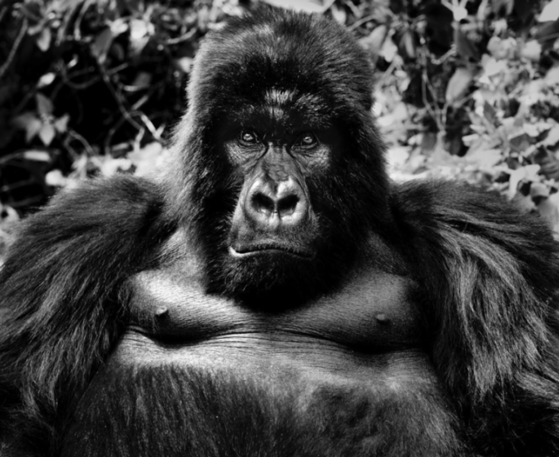 King Kong by David Yarrow