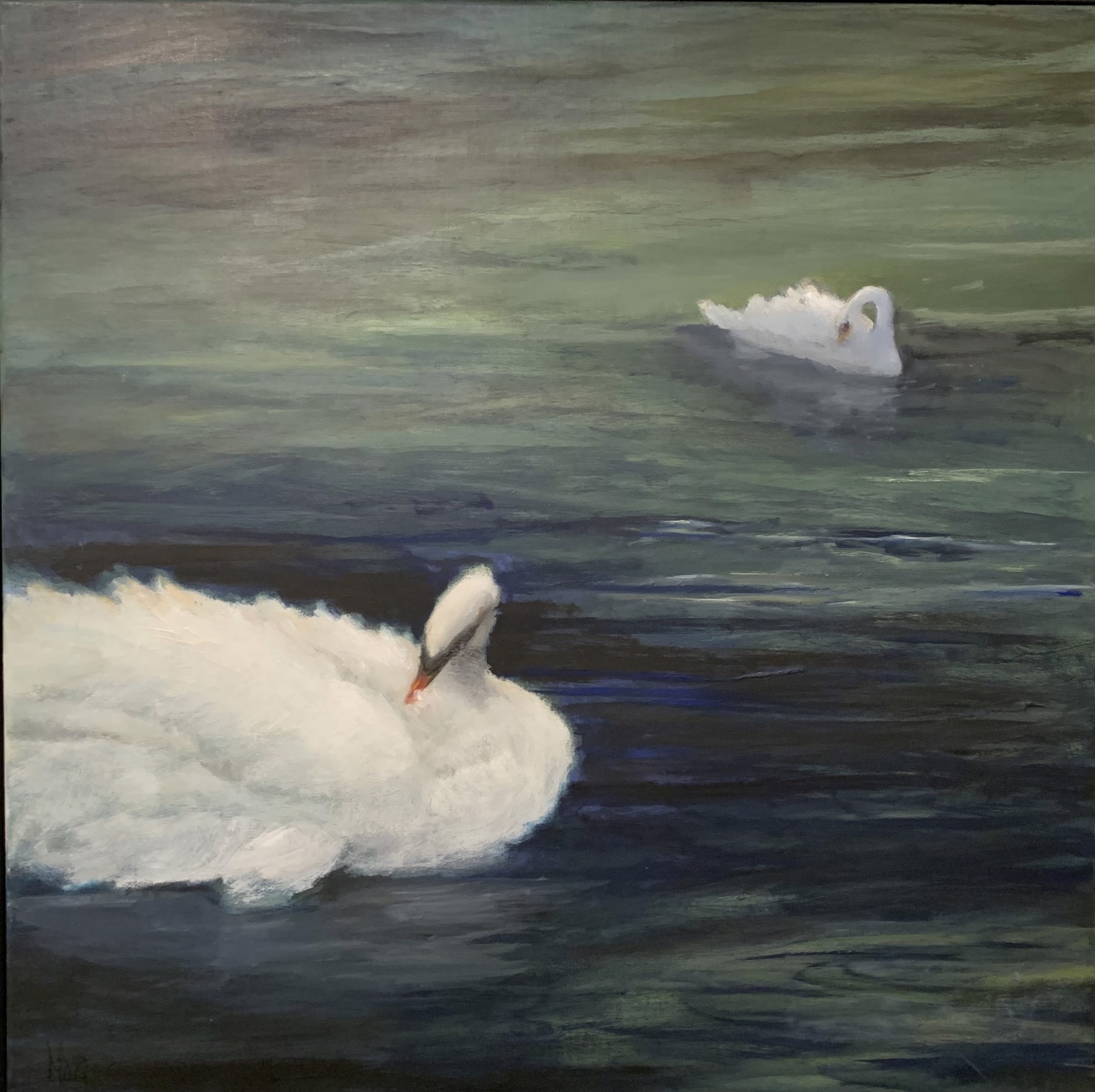 Swans by Maci Scheuer