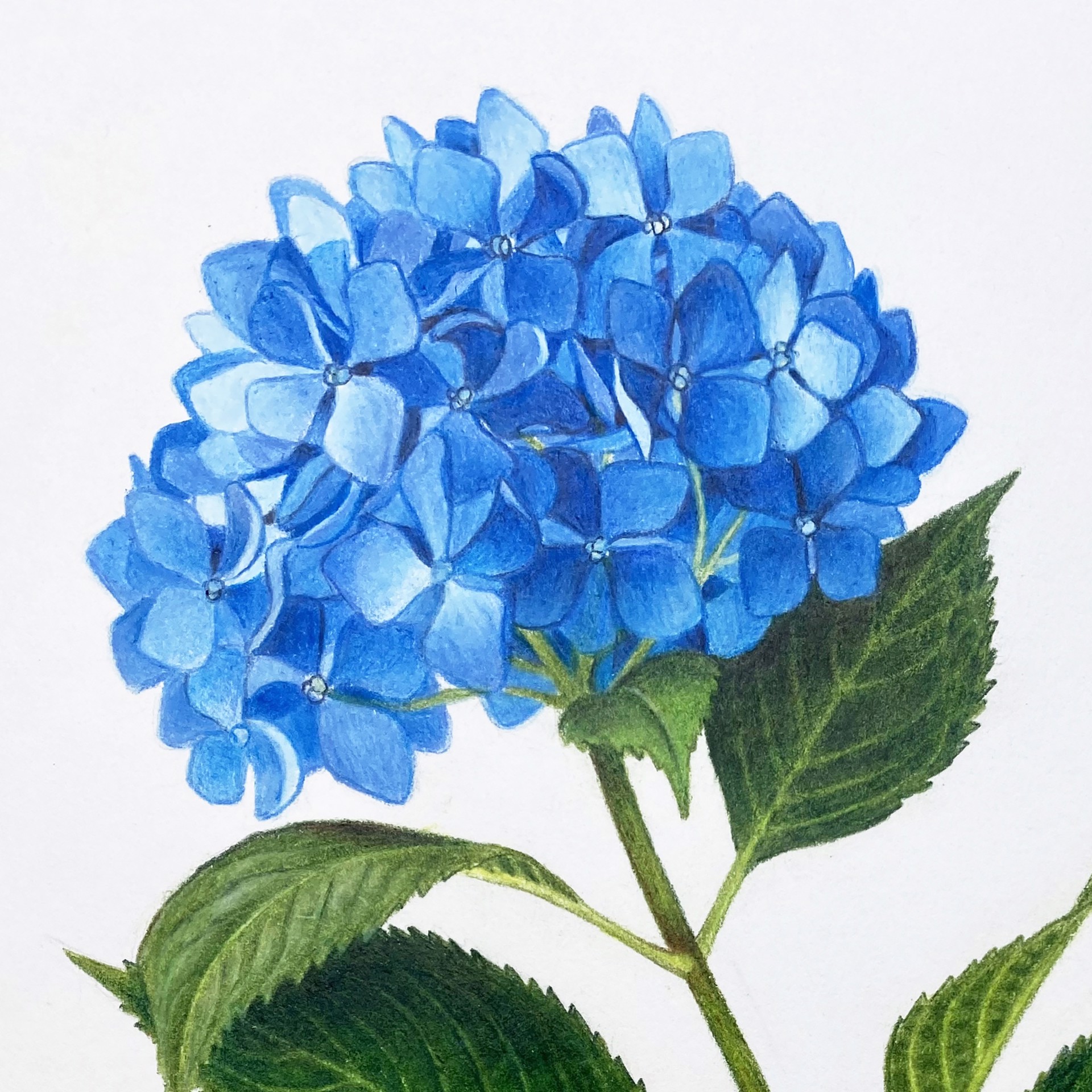 Blue Hydrangea by Hannah Hanlon