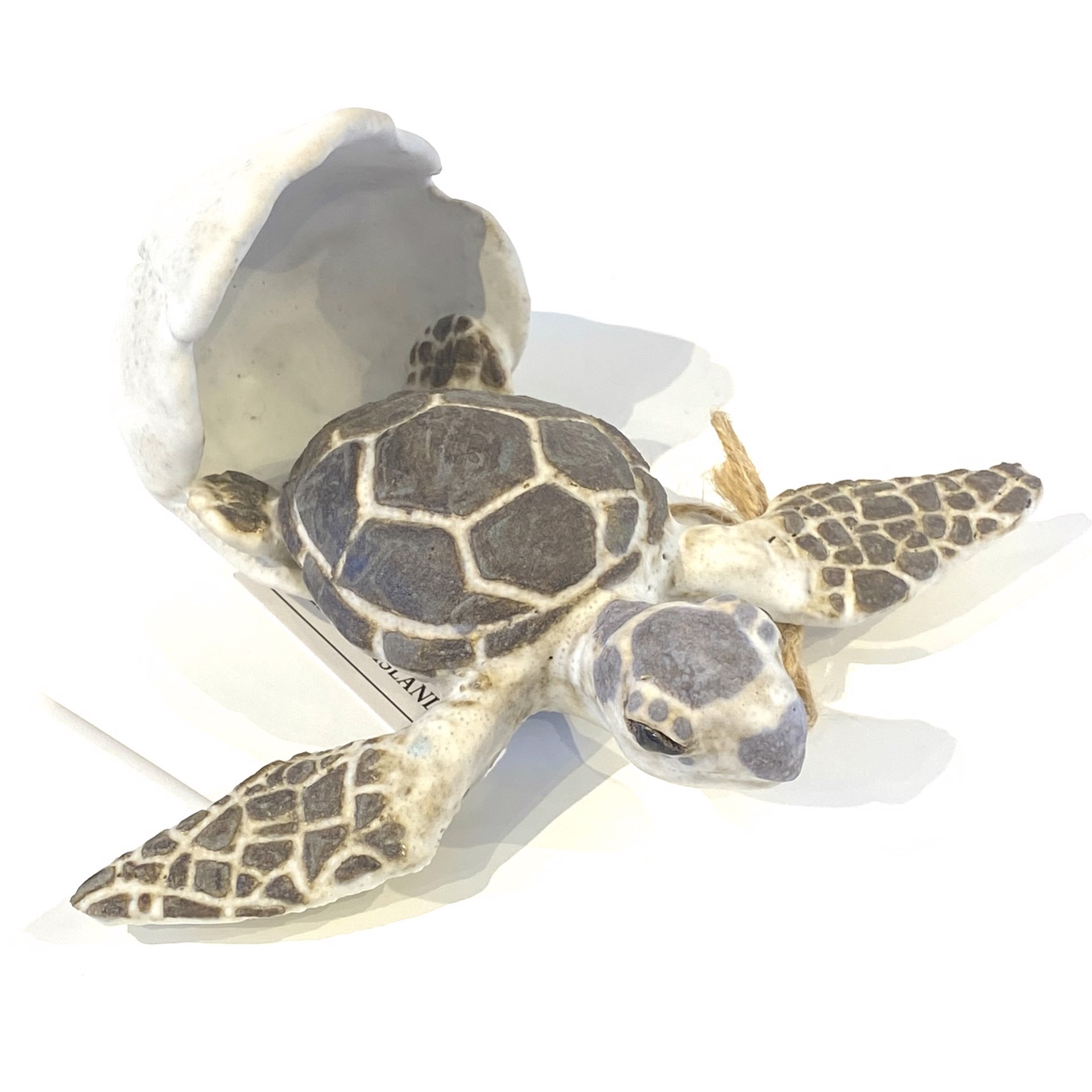 Atlantic Green Turtle Hatchling with Shell SG23-60 by Shayne Greco