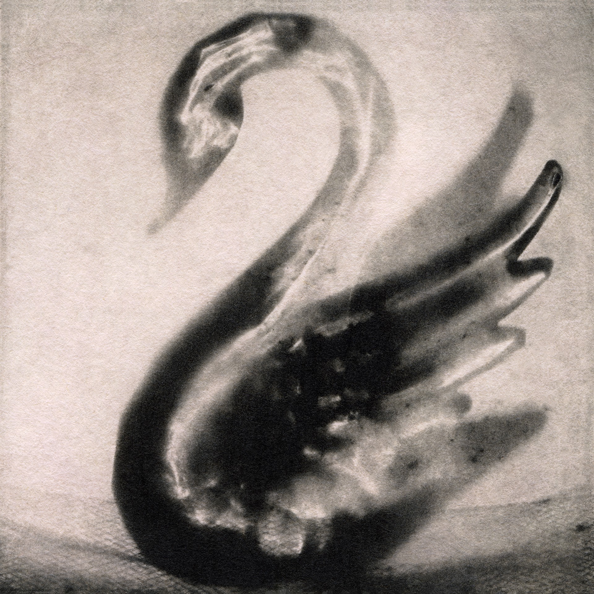Swan II by Jennifer Shaw