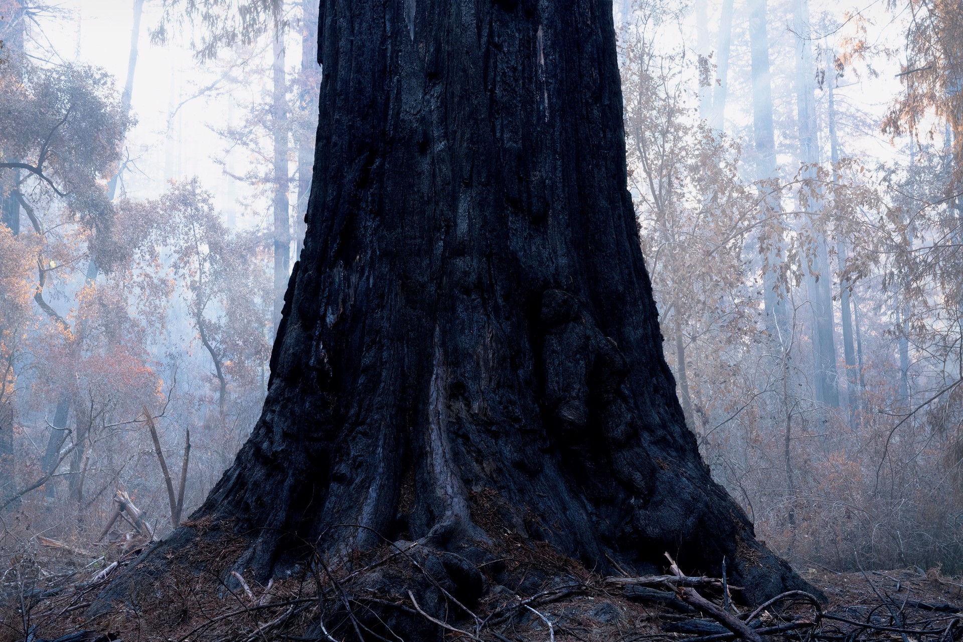 Redwood #4 (Big Basin Burn) by Sarah Bird