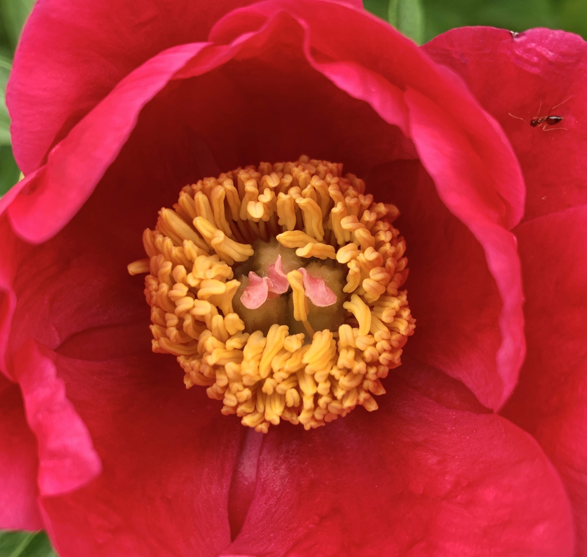 Speaking in Tongues (Paeonia Lactiflora) by Amy Kaslow