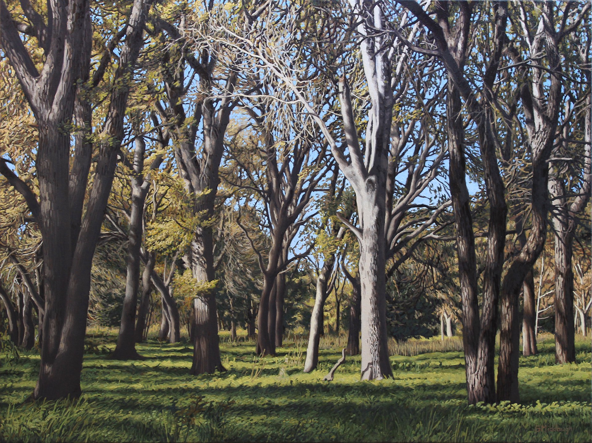 Field of Trees by Garrett Middaugh