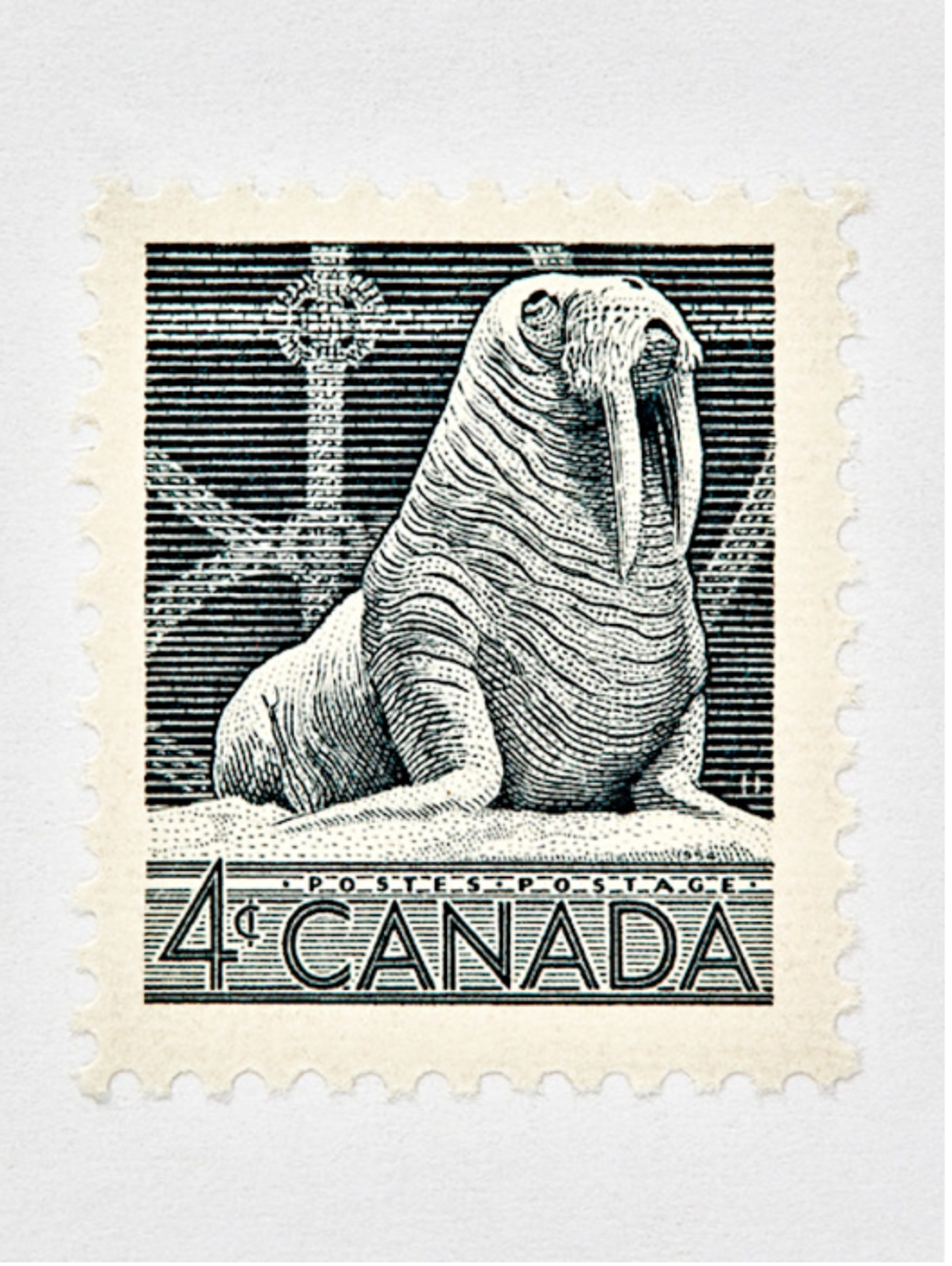 Wildlife Week Stamp (Walrus) by Peter Andrew Lusztyk | Collectibles