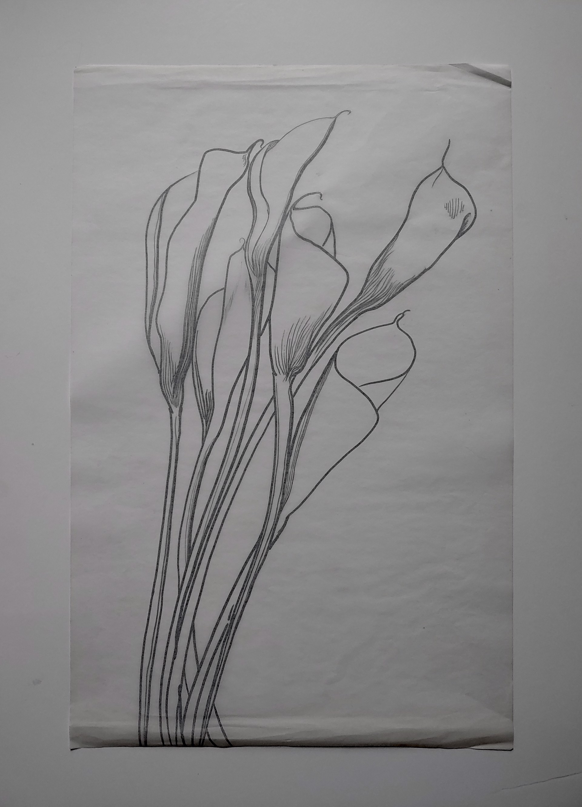 Flowers on Parchment Paper - Drawing by David Amdur