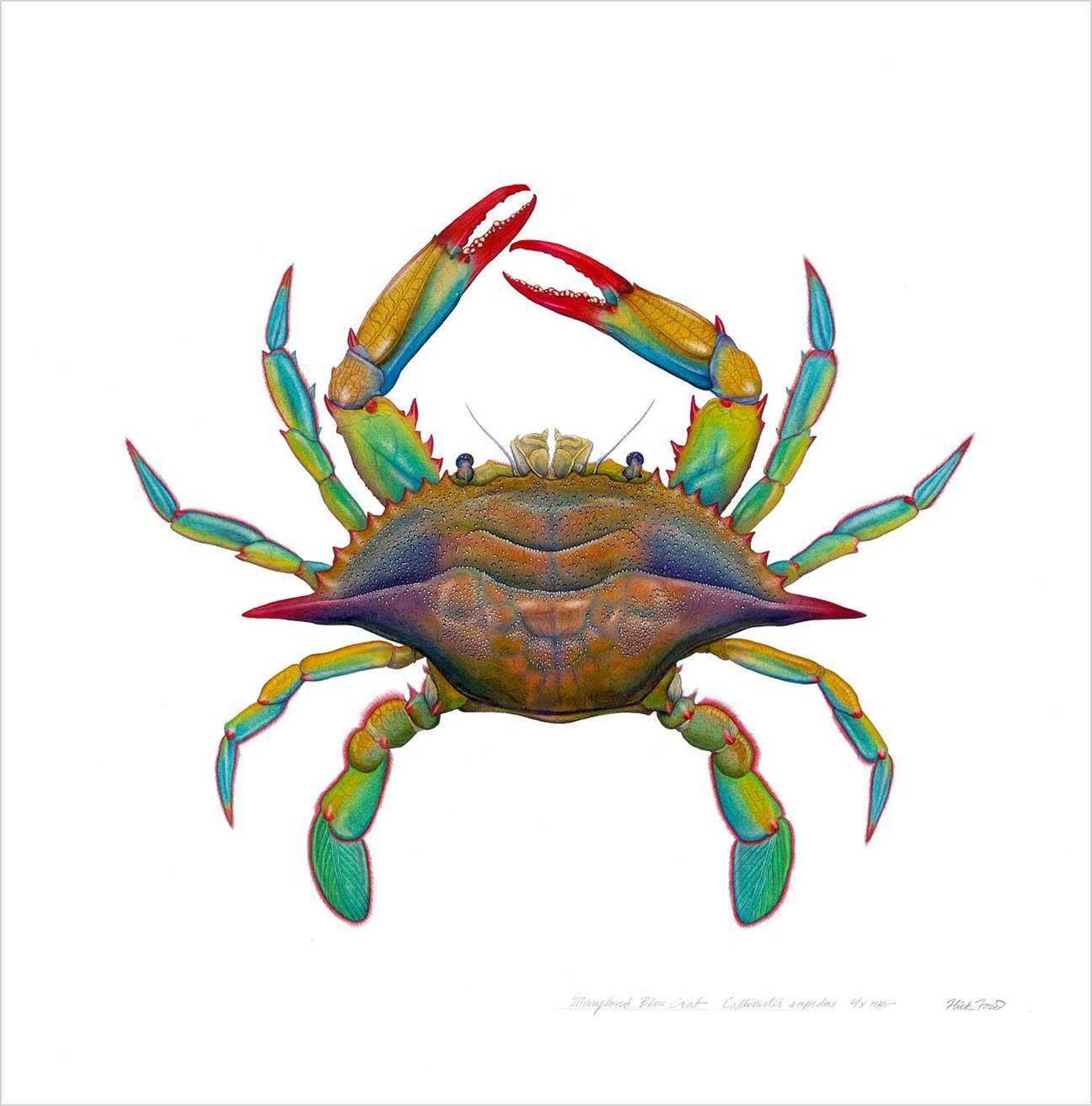 Maryland Blue Crab Callinectes sapidus 4X Mag by Flick Ford