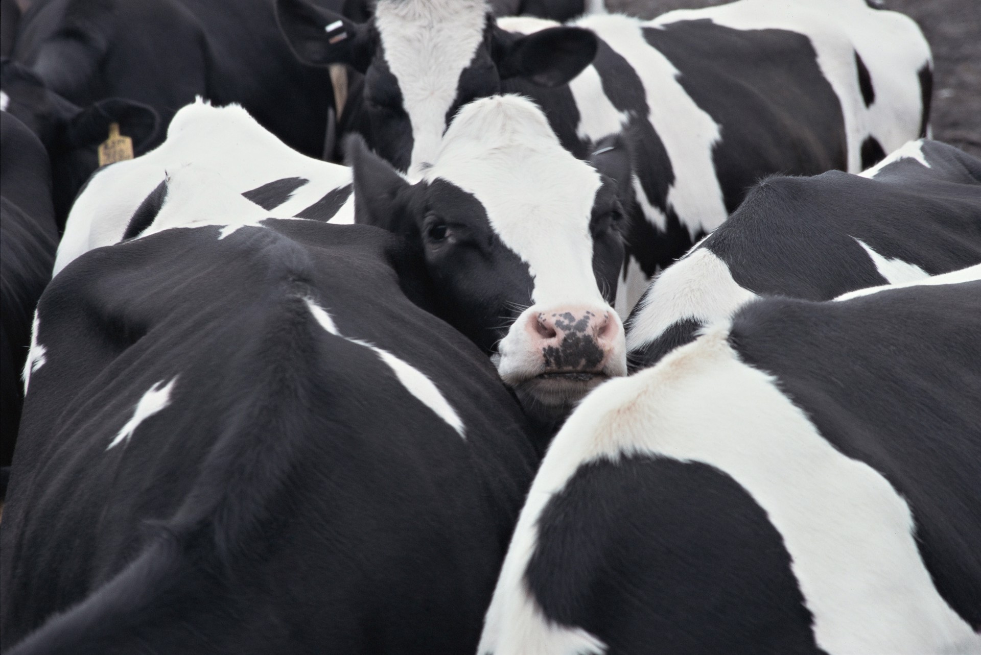 Holstein Patterns by Jim Westphalen
