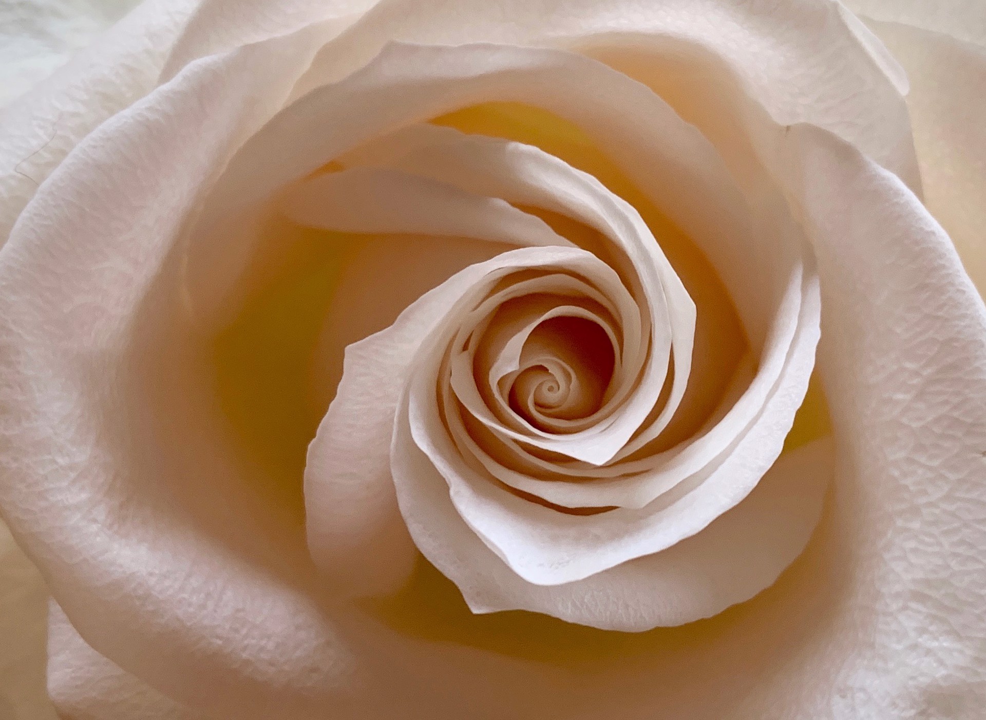 White Rose (Rosa) by Amy Kaslow