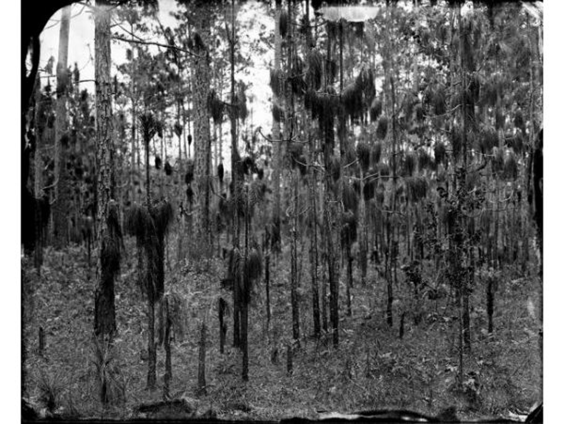 Burnt Pine Forest, Francis Marion by Ben Nixon