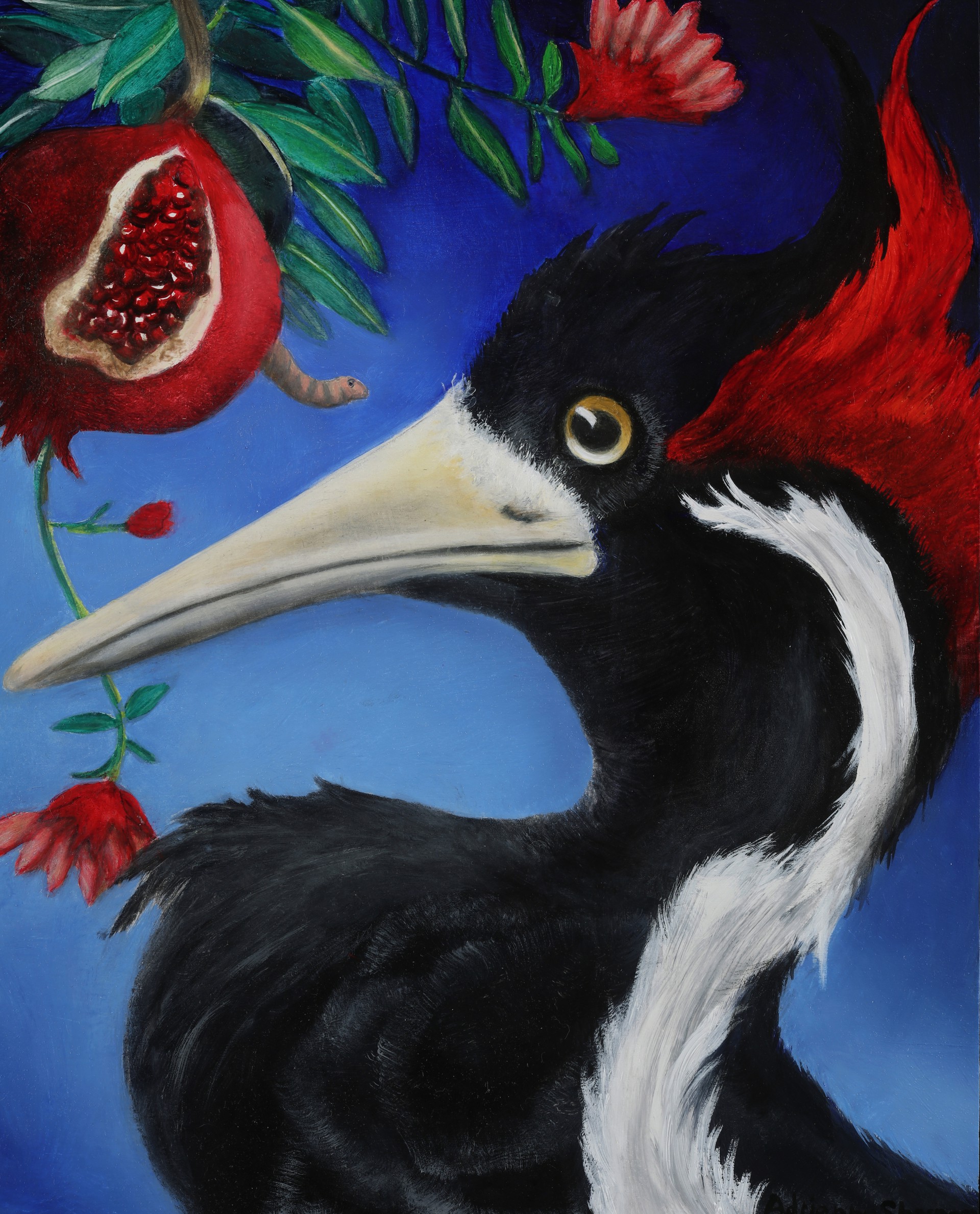 Lazarus Taxon: Ivory Billed Woodpecker by Adrienne Sherman