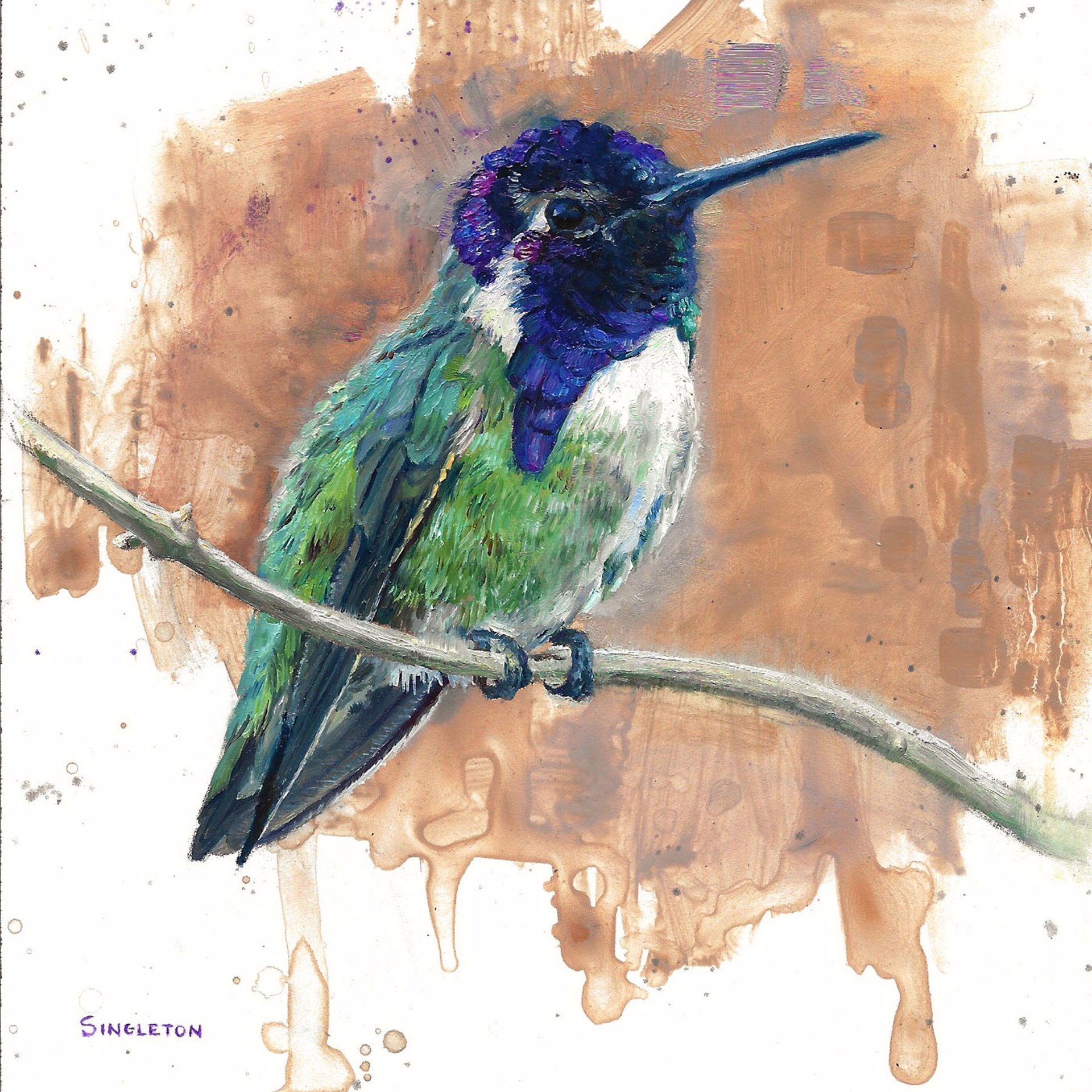 COSTA'S HUMMINGBIRD by Kelly Singleton