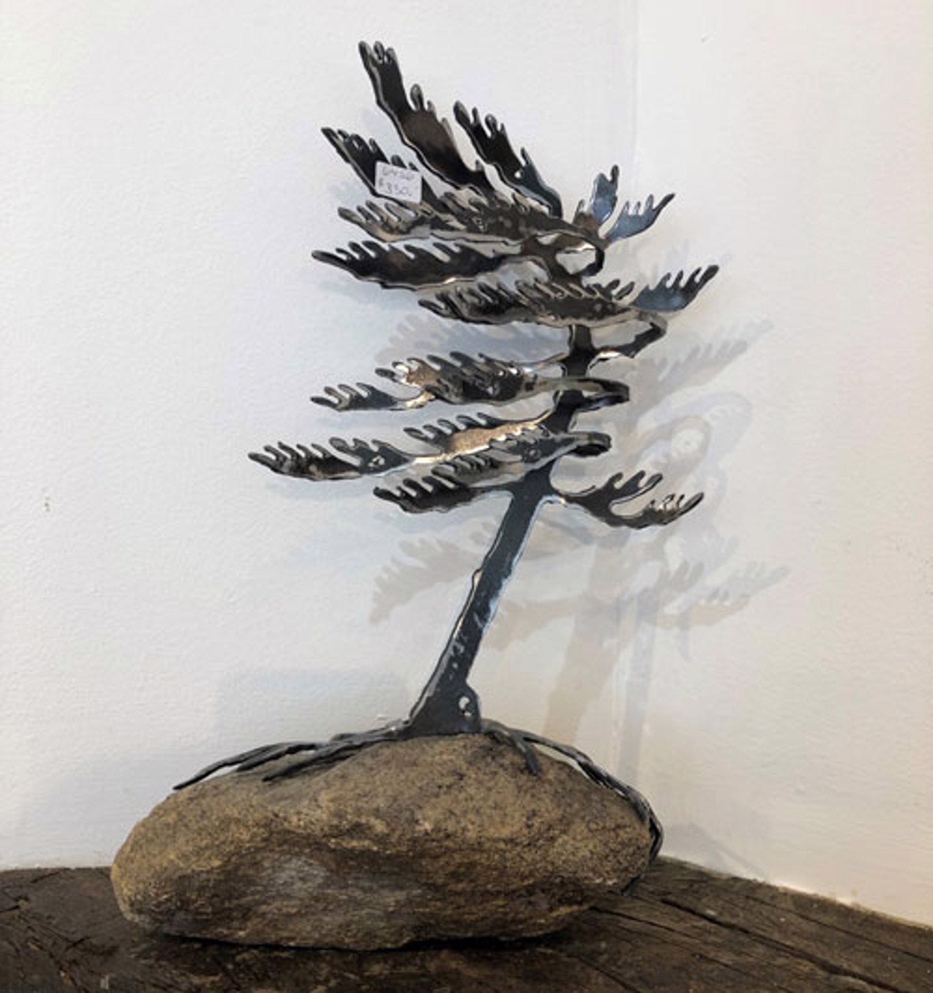 Windswept Pine 6456 by Cathy Mark