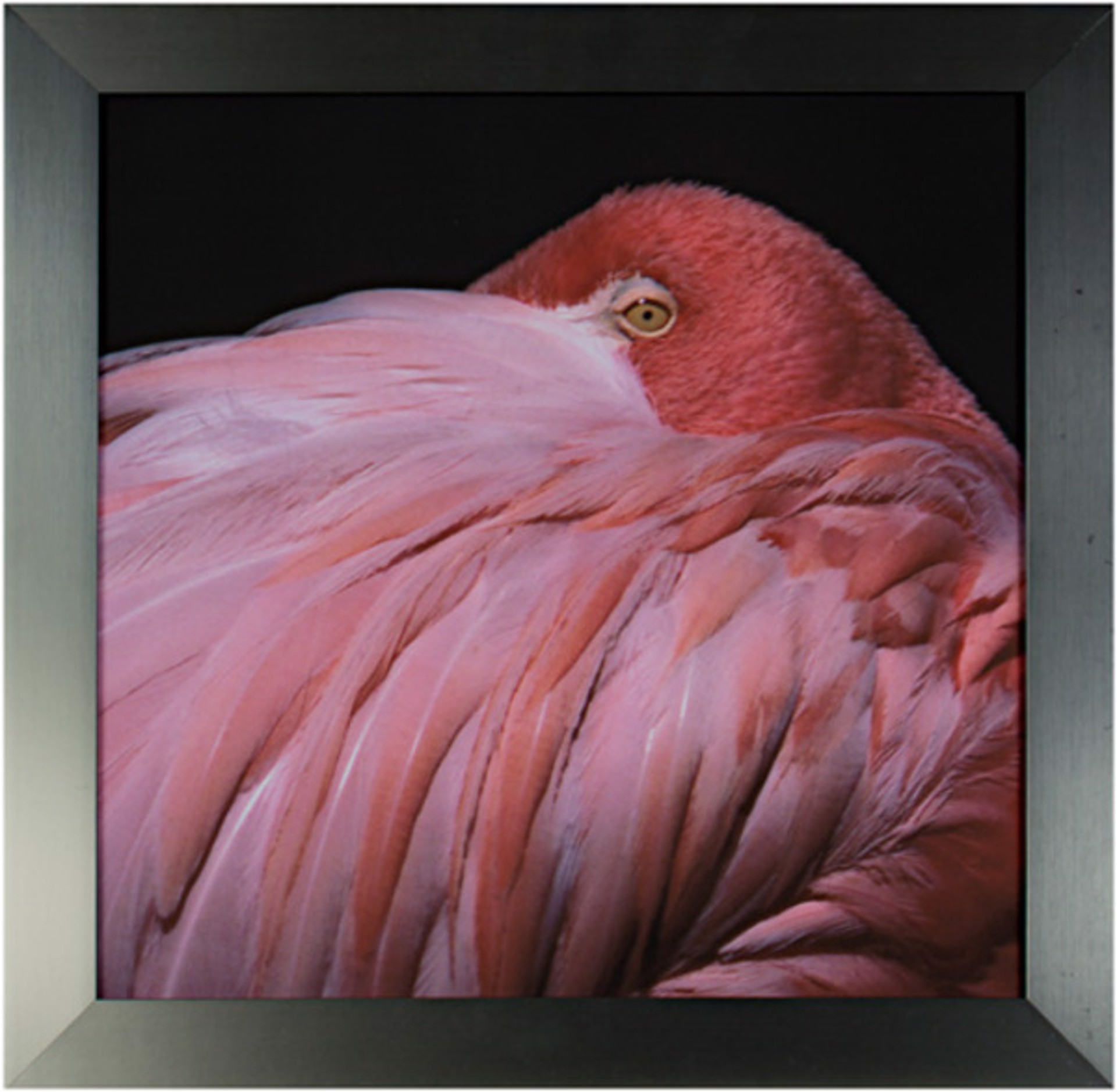 Pink Flamingo (close-up) by Barbara Slane
