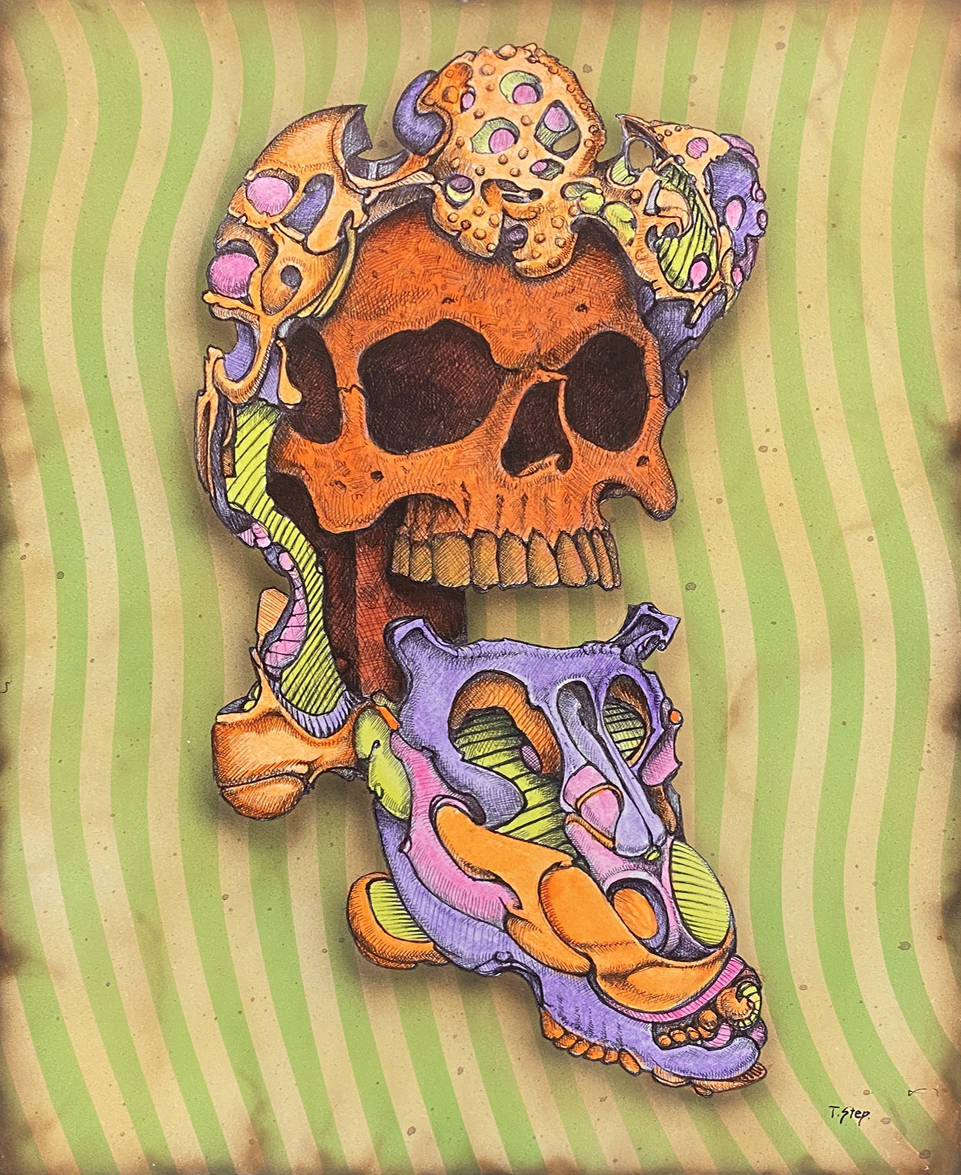 Skull Study #5 by Tom Stephenson