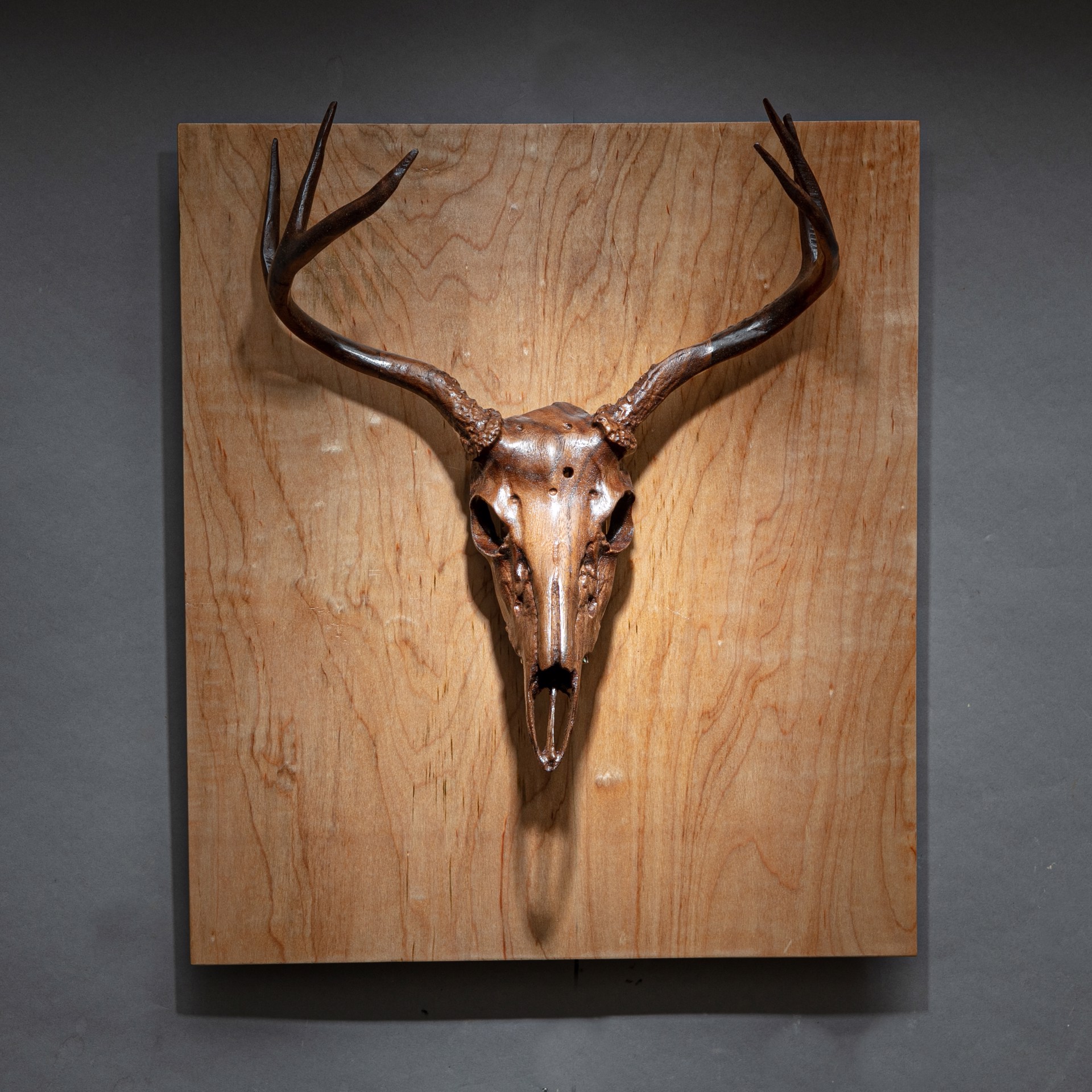 Specimen #24 - White Tailed Deer Skull by Dana Younger