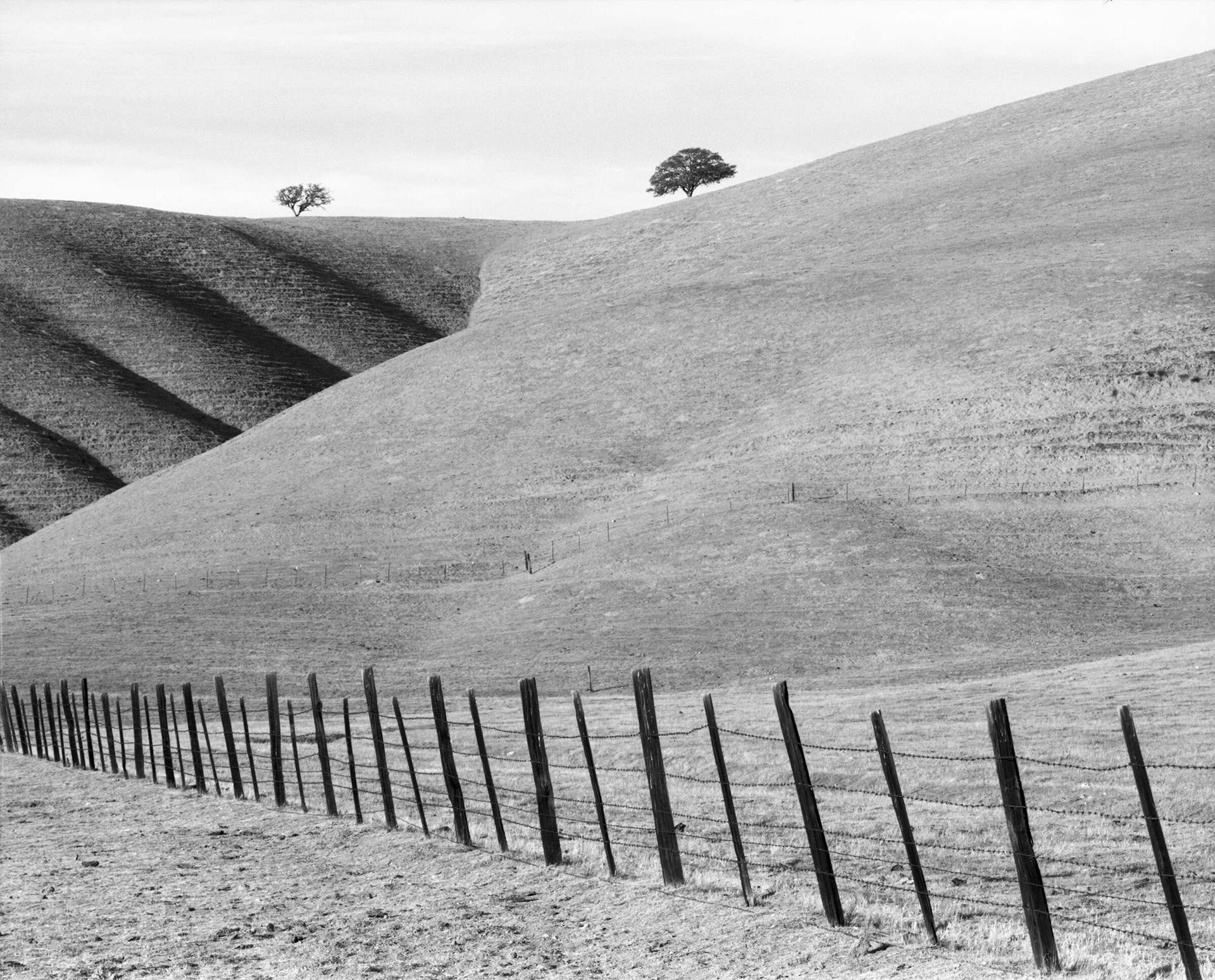 Fence and Two Trees along HWY 25 California by William Lemke