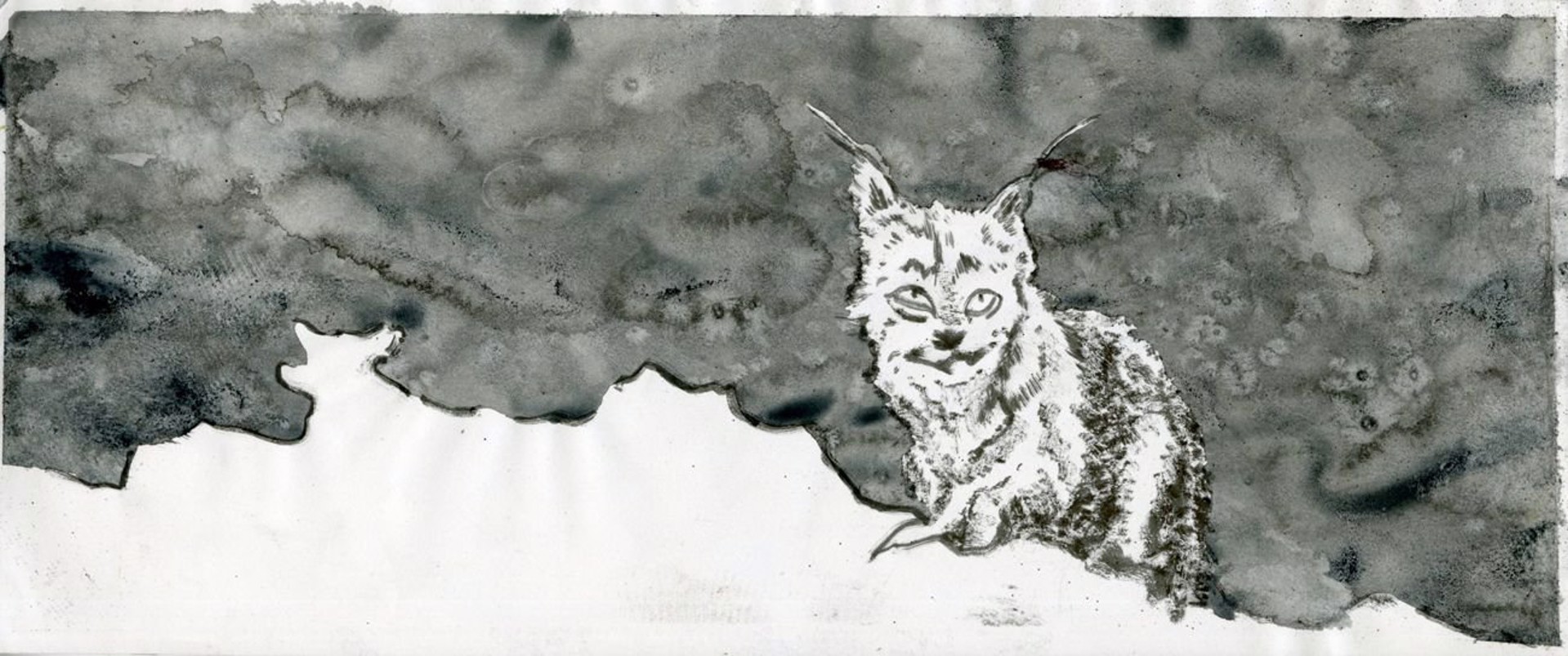 Lynx by Jim Holyoak