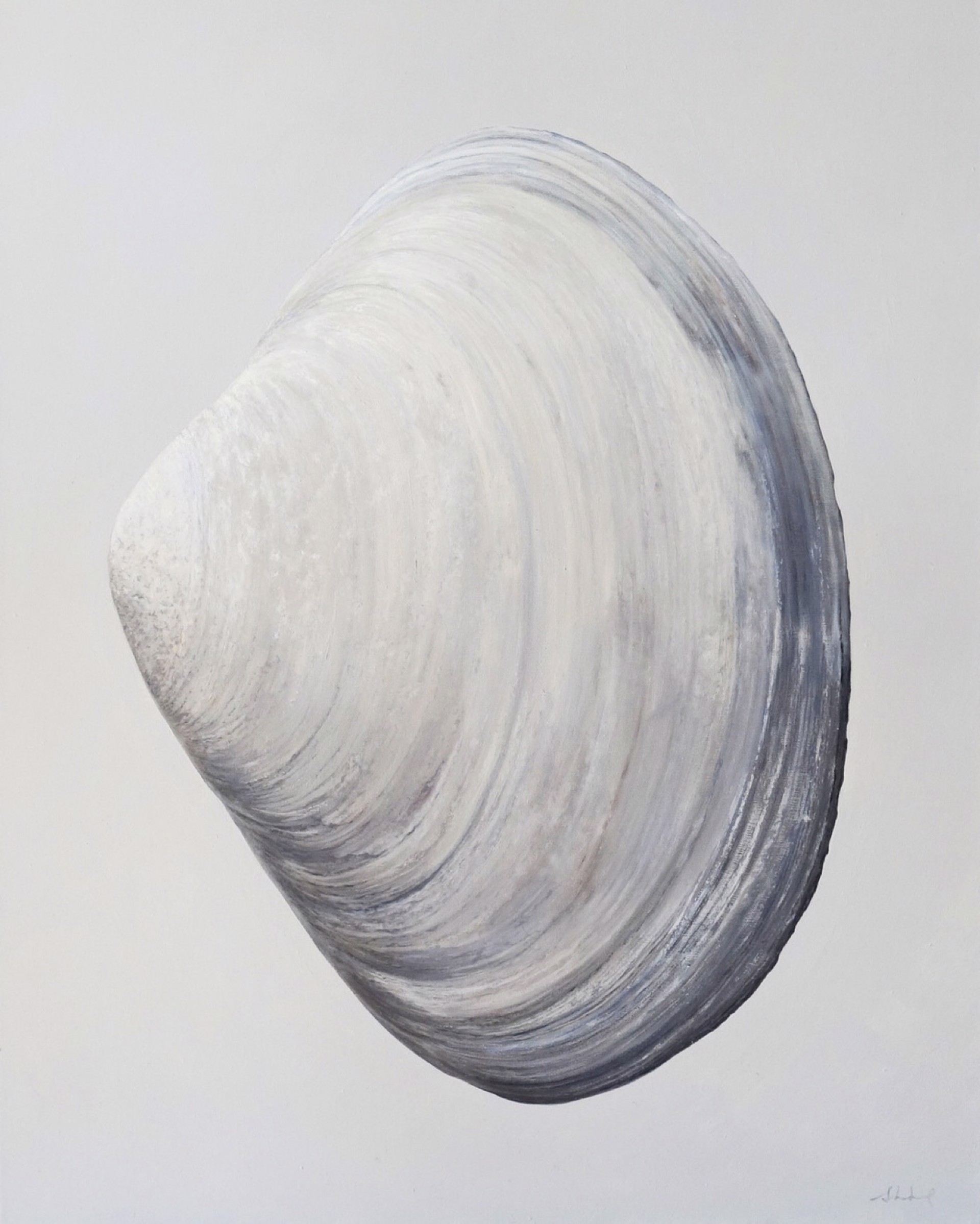 Outer Clam Shell by Sarah Verardo