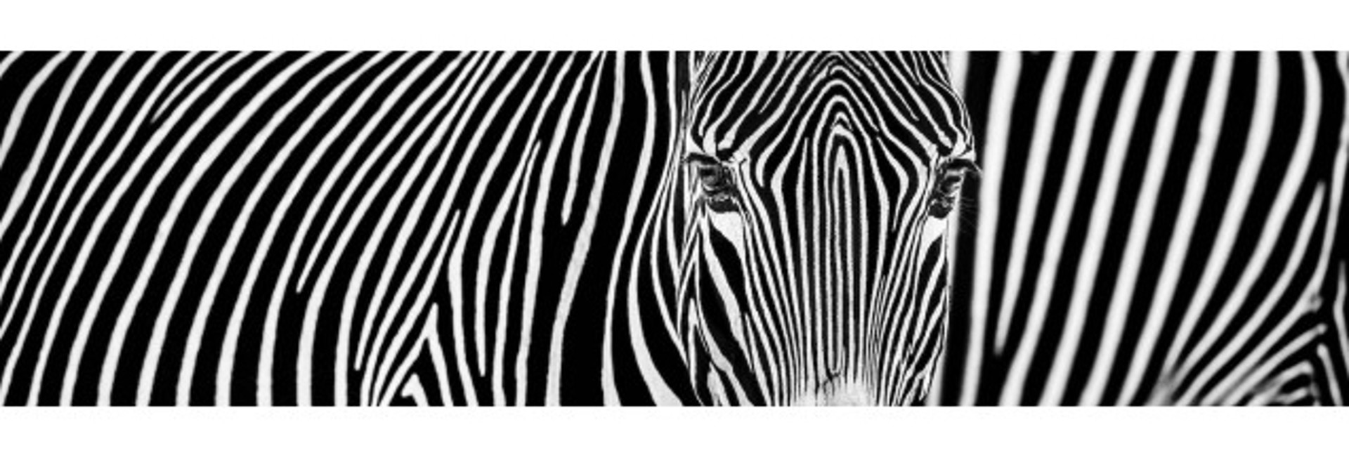 Parallel Lines by David Yarrow