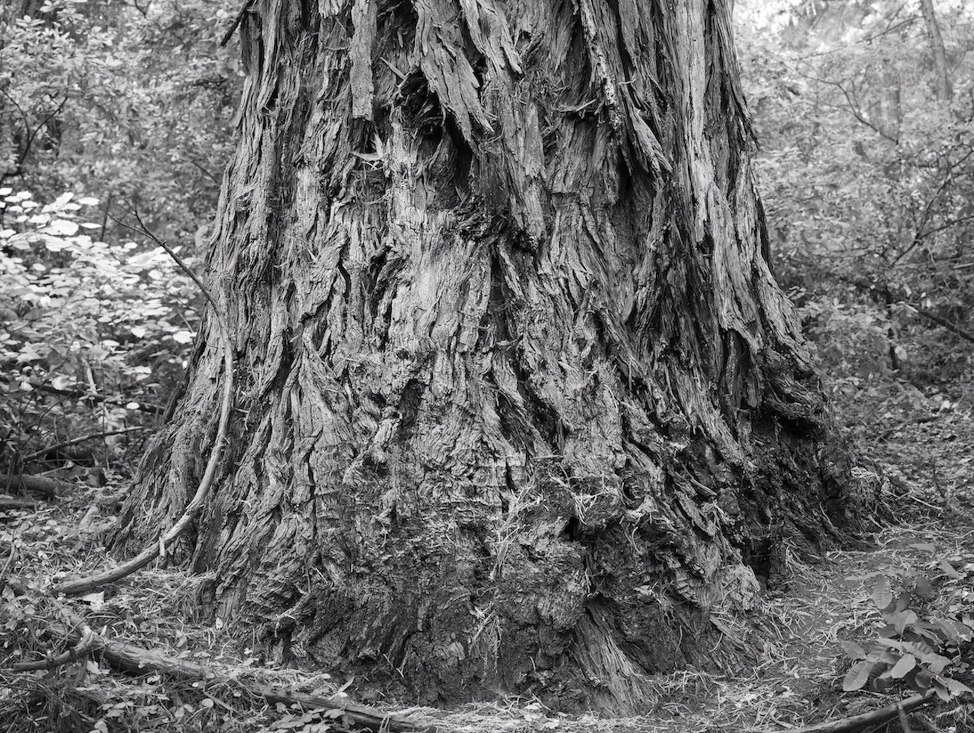 Redwood #1 (Heritage) 1/4 Scale by Sarah Bird