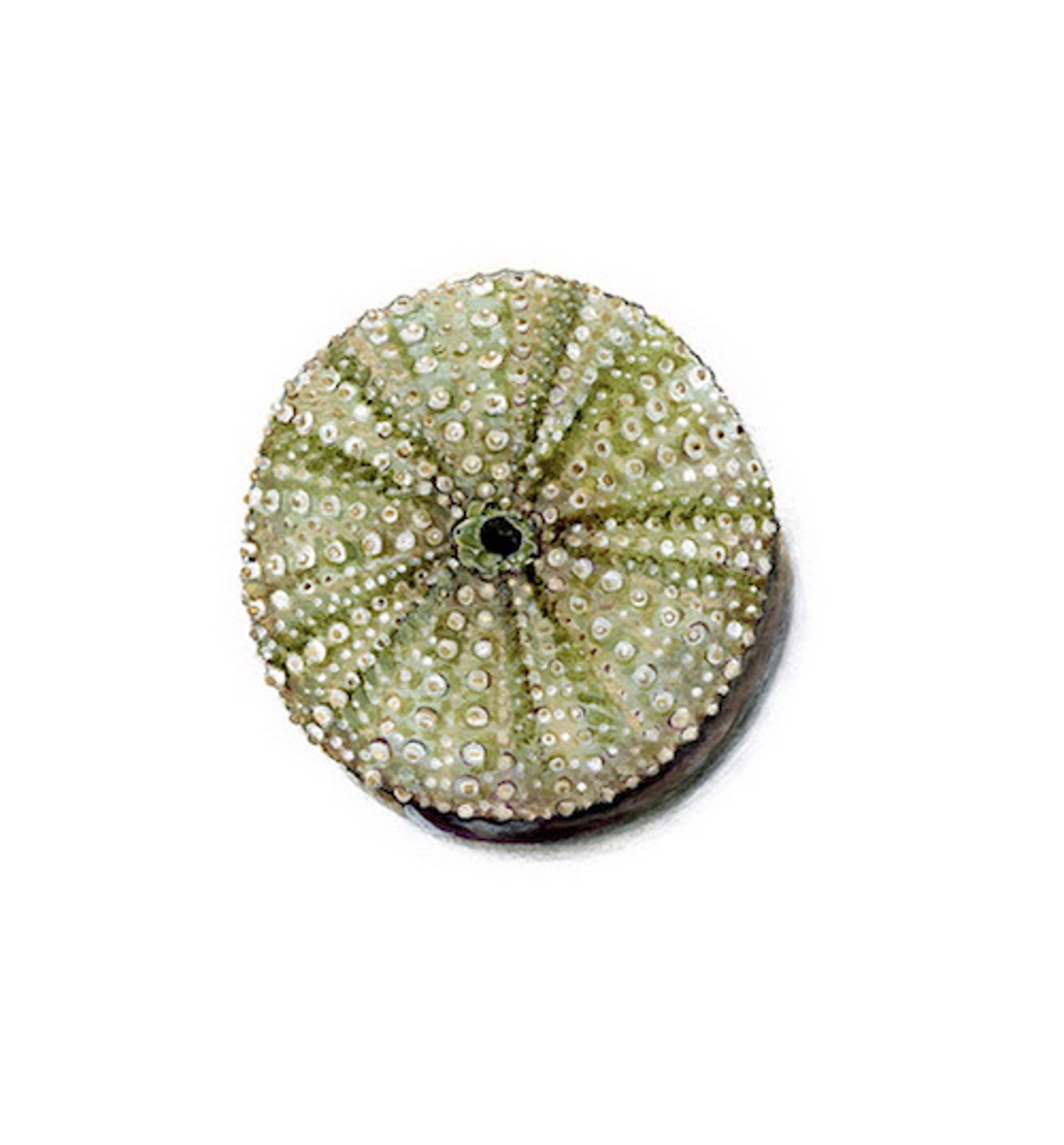 Sea Urchin by Jane Kim