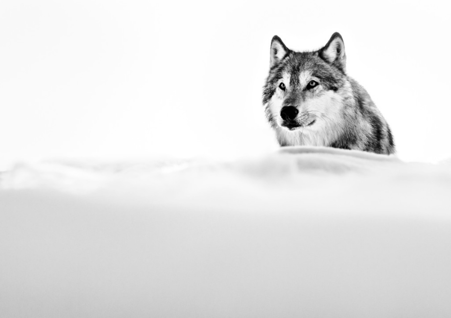 The Focused Wolf by David Yarrow