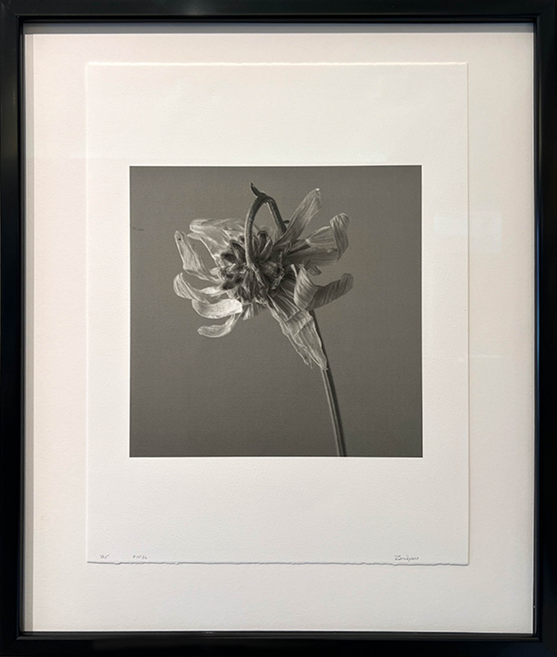 Dead Flower II by Richard Snodgrass