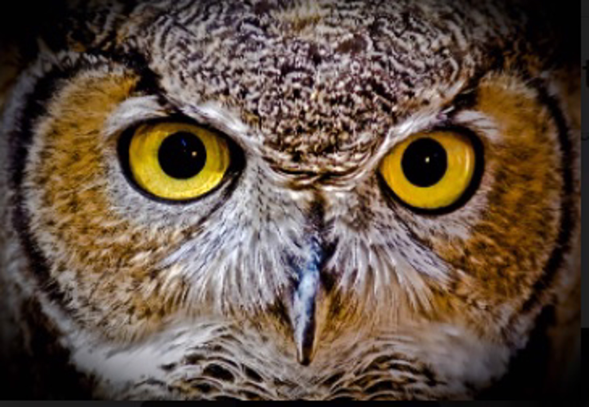 Owl Eyes by Soumaya Kar