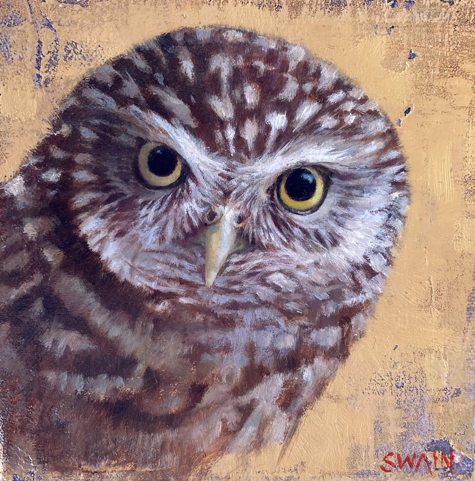 Little Owl by Tyler Swain