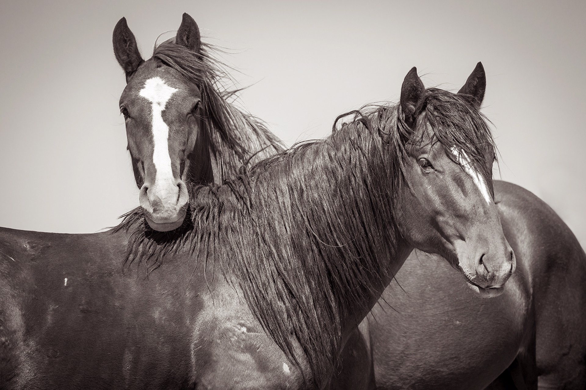 Black And White Photograph Featuring Two Dark Horses Embraced Looking At Camera