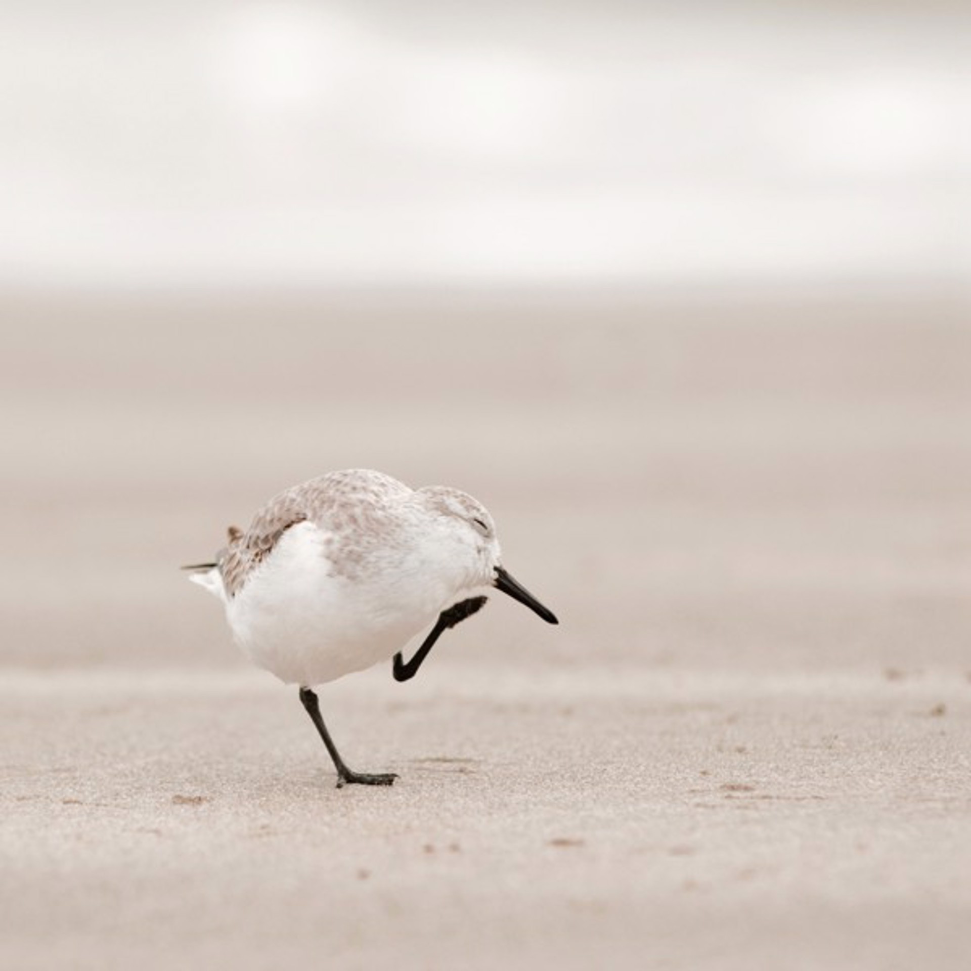 Sandpiper, II by Penny Hoey