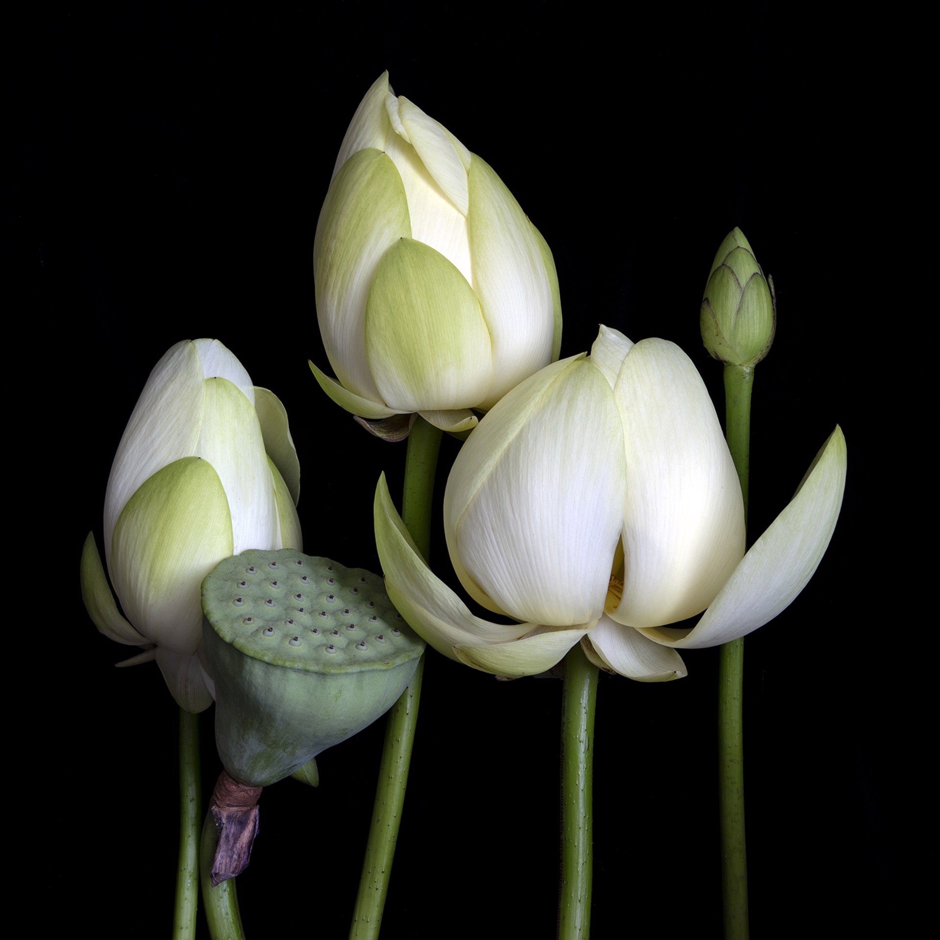 American Lotus (Nelumbo Lutea), 9947 by Molly Wood