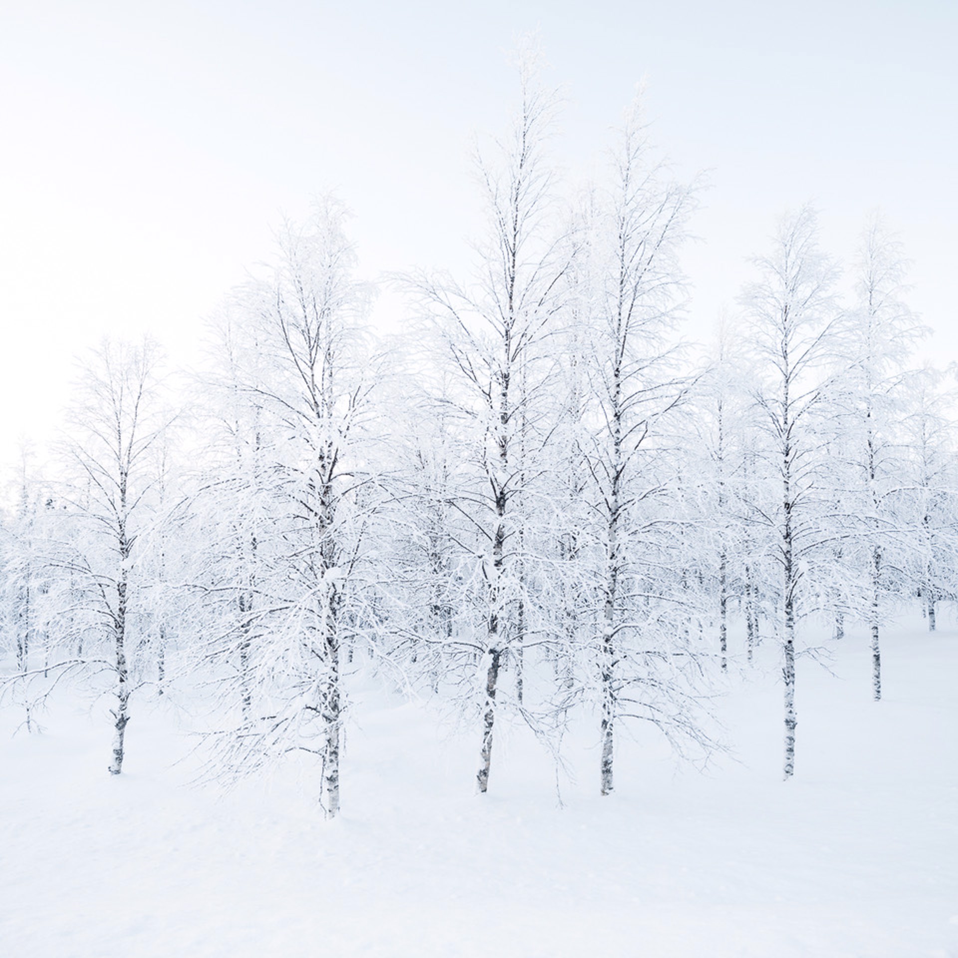 Primaire, Finland 2019 by Jean-Michel Lenoir