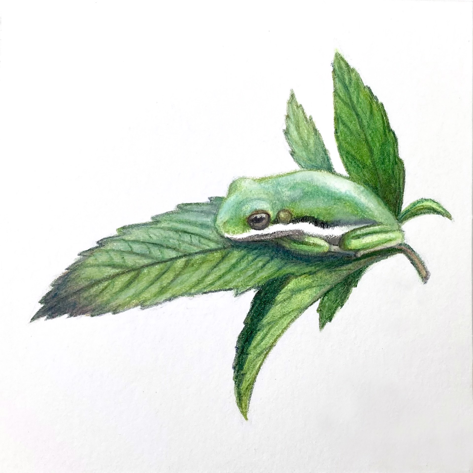 Green Tree Frog by Hannah Hanlon