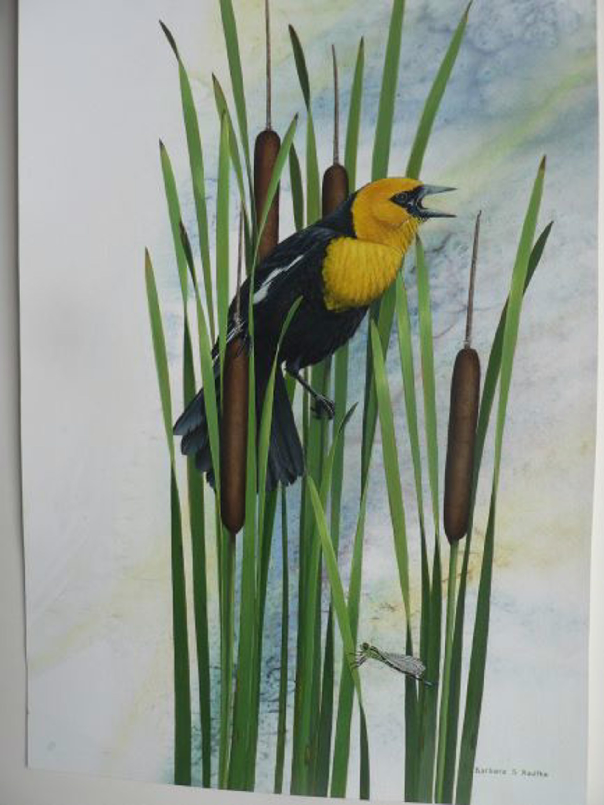 Yellow-headed Blackbird in Cattails by Barbara Radtke