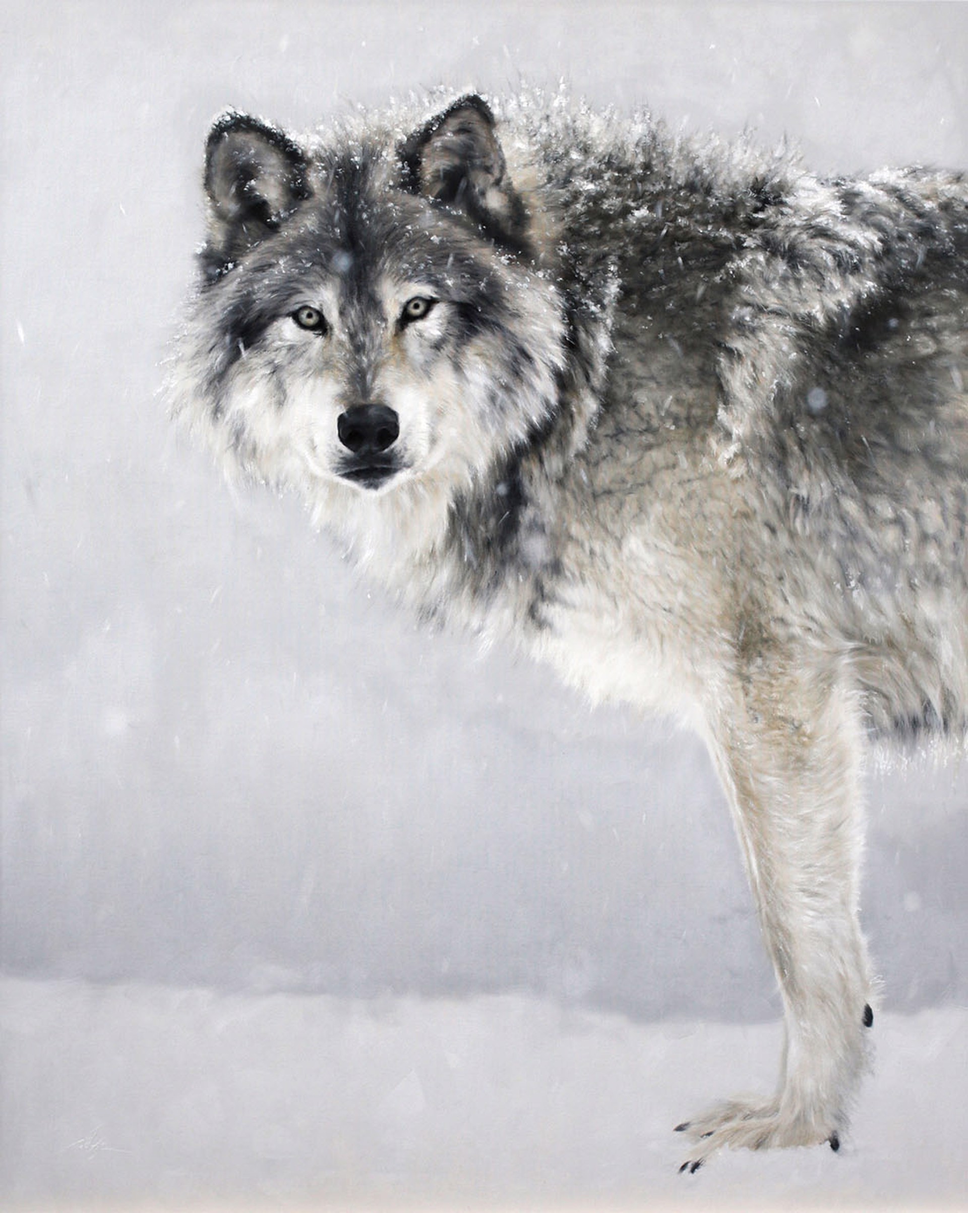 Original Oil Painting By Doyle Hostetler Featuring A Gray Wolf Facing The Viewer In Muted Color Scheme